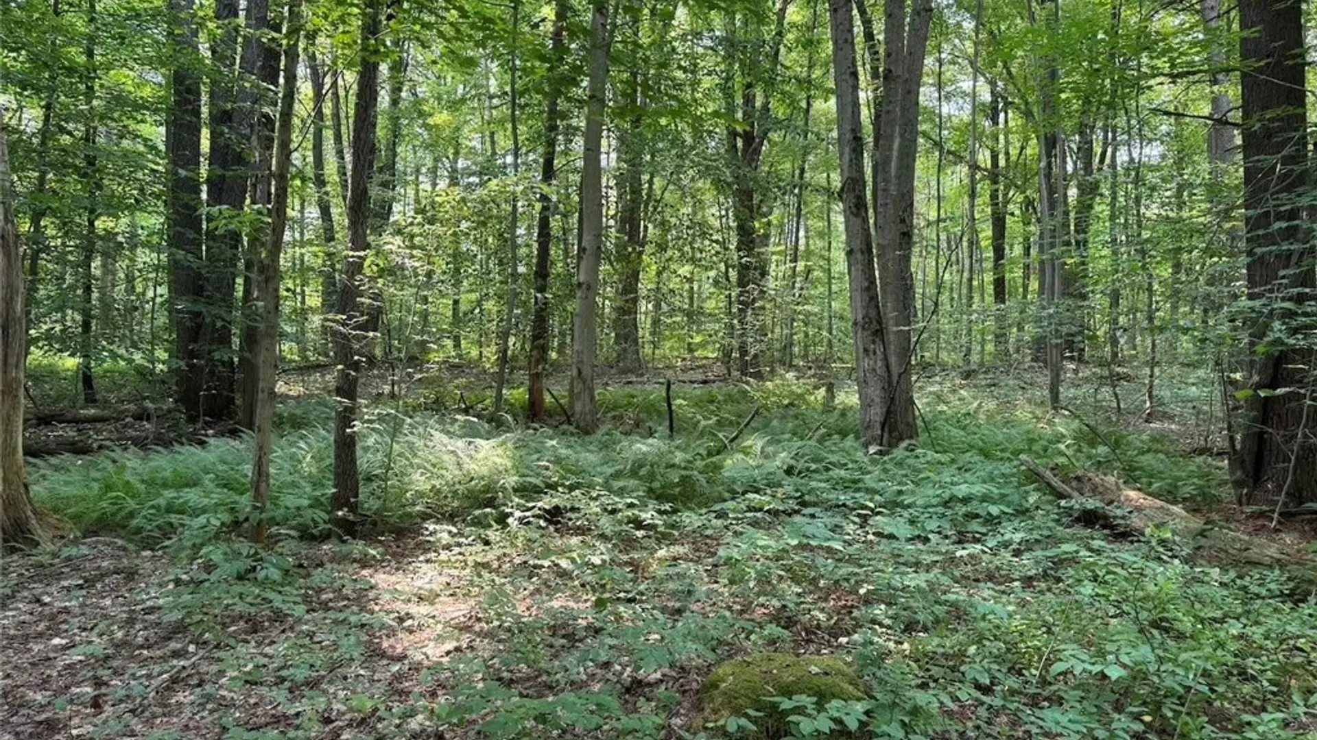 Property at Allen Road, Sardinia, NY 14055 28