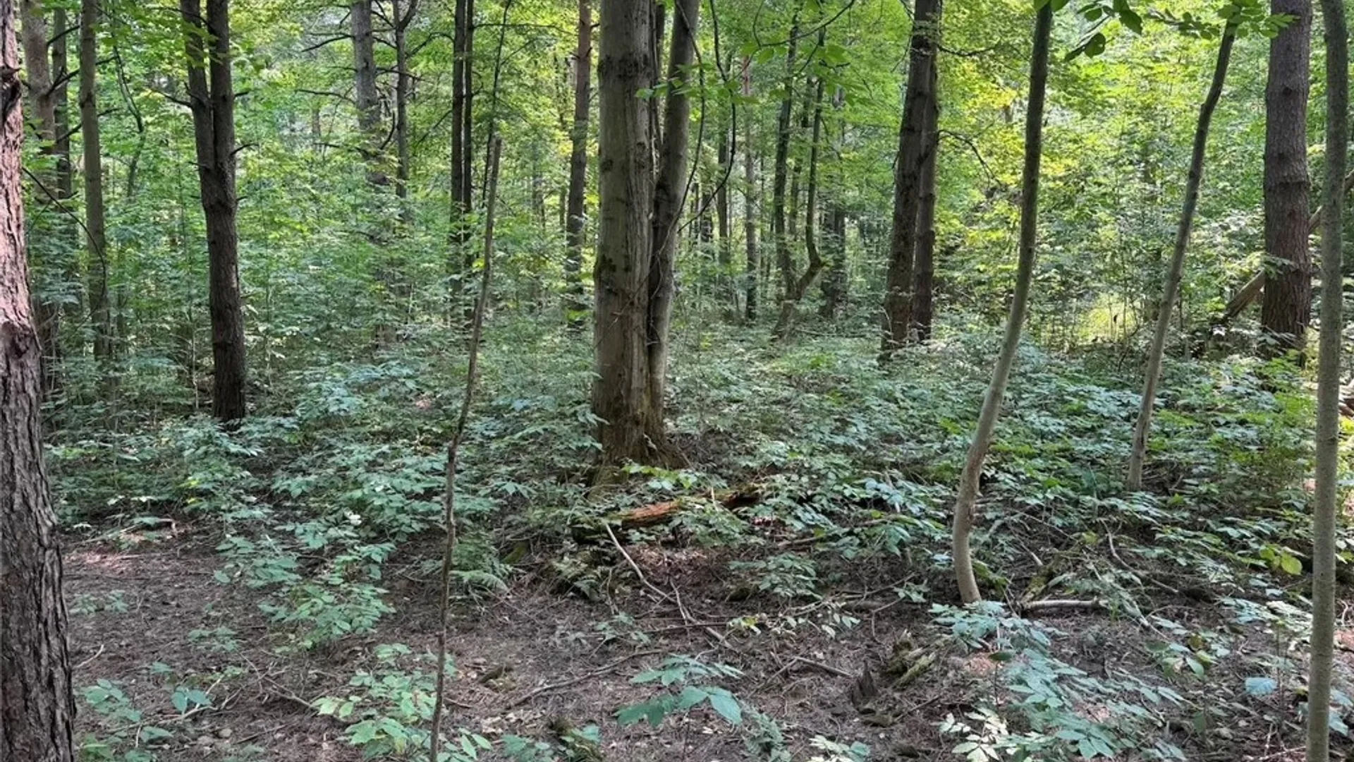 Property at Allen Road, Sardinia, NY 14055 29