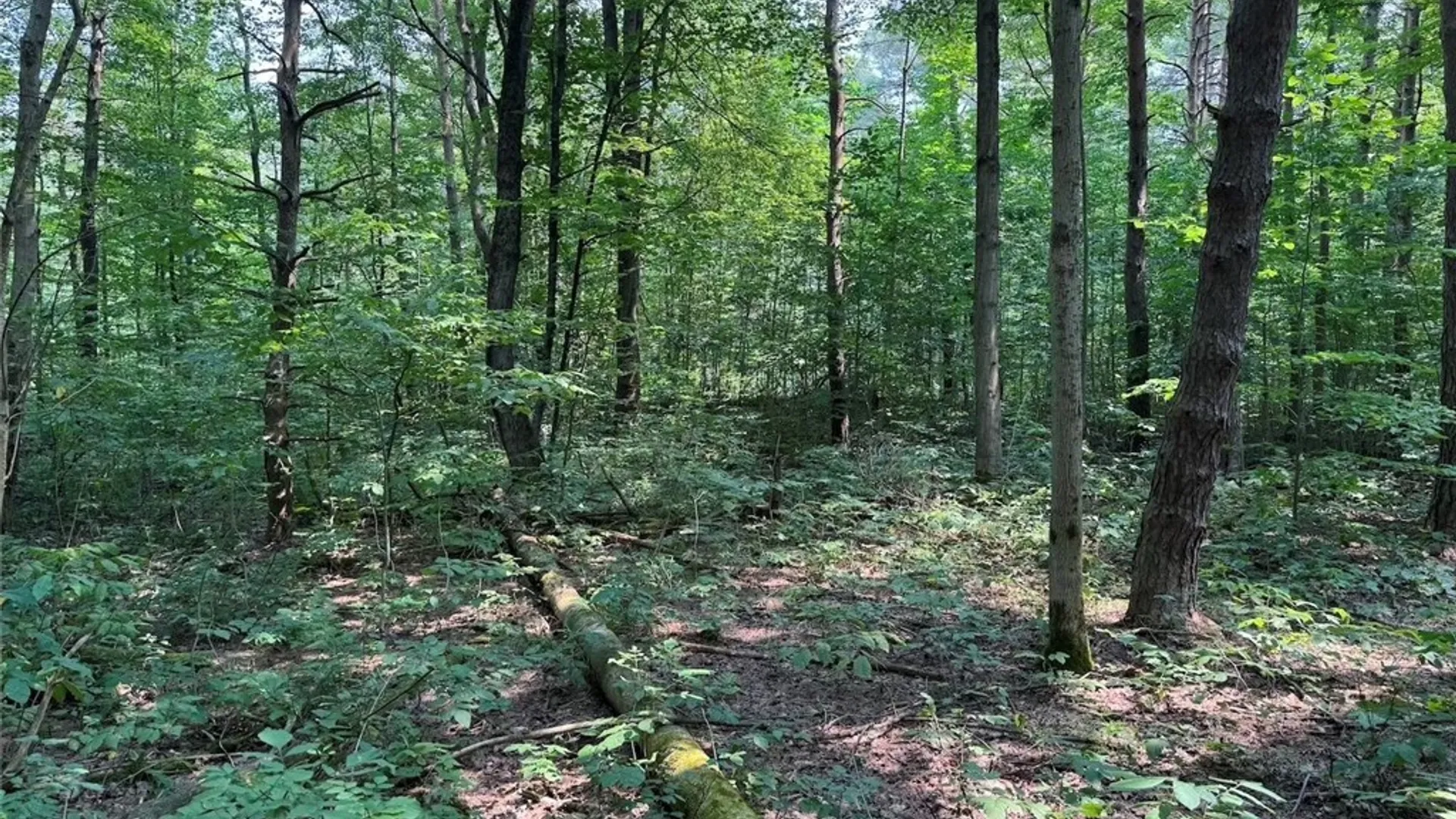 Property at Allen Road, Sardinia, NY 14055 30