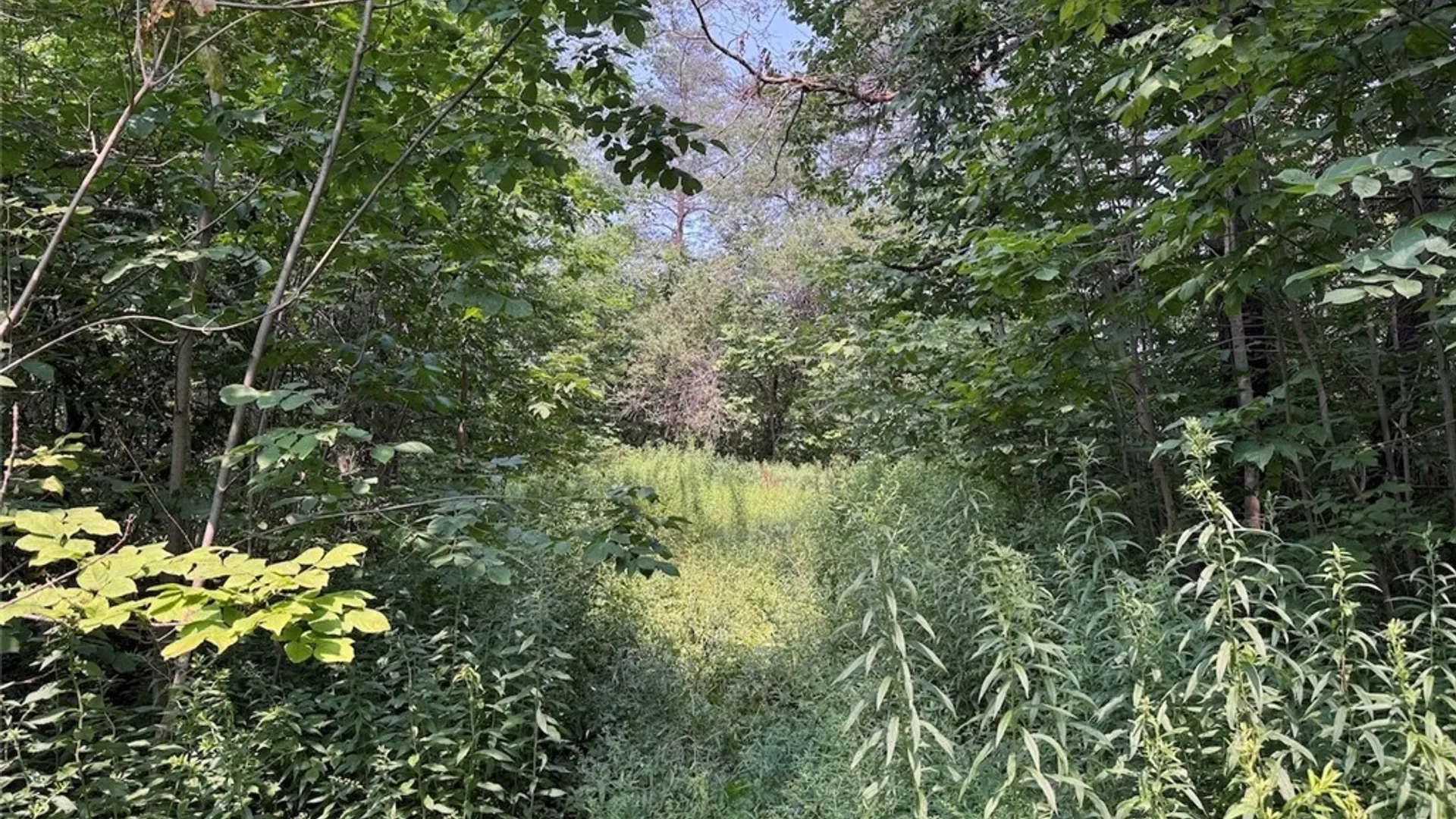 Property at Allen Road, Sardinia, NY 14055 4