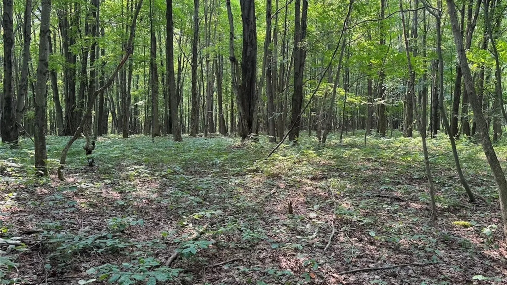 Property at Allen Road, Sardinia, NY 14055 7