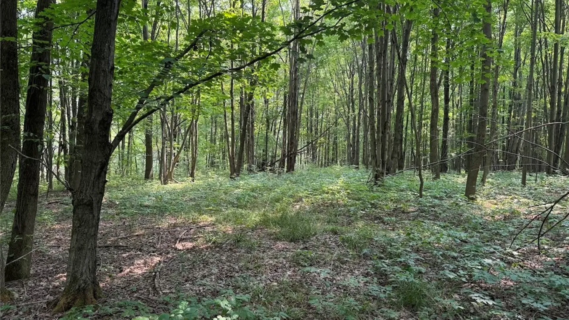 Property at Allen Road, Sardinia, NY 14055 8