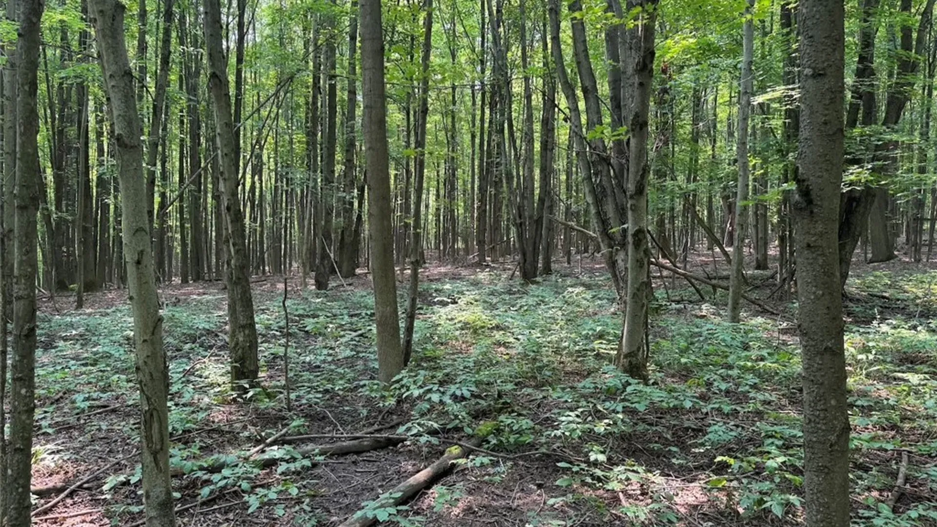 Property at Allen Road, Sardinia, NY 14055 9