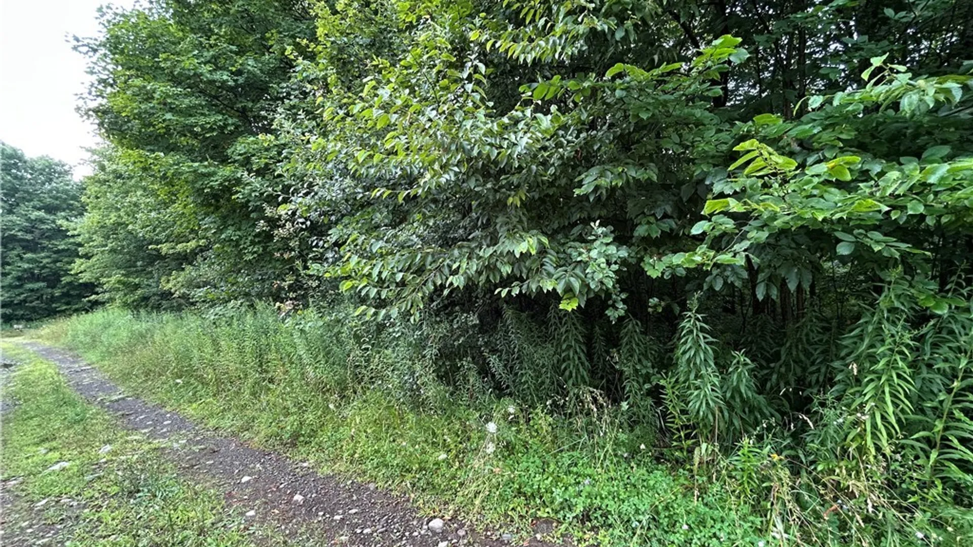 Property at Rt-13, Williamstown, NY 13302 5