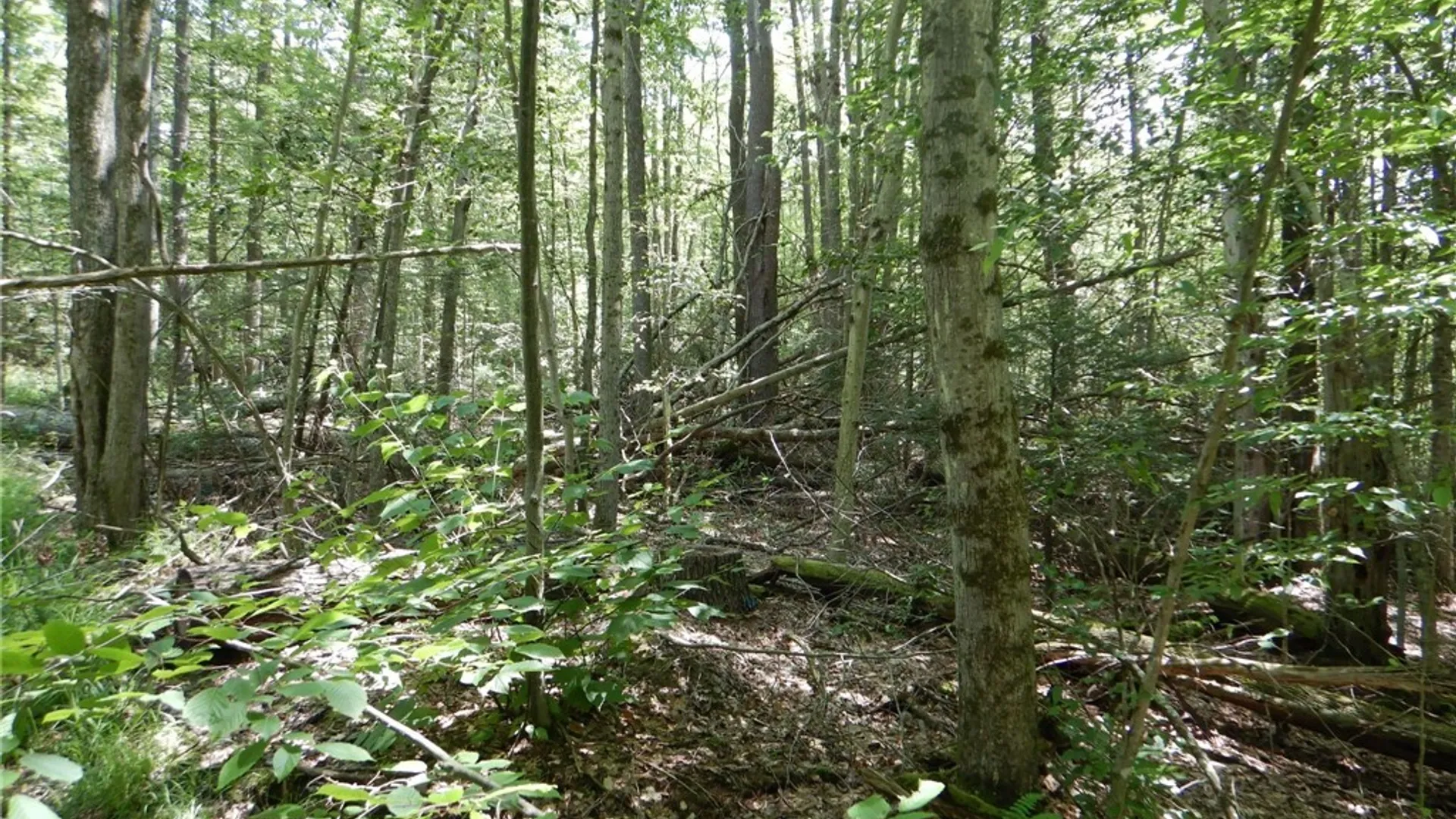 Property at Chaffee Creek Road, Newfield, NY 14867 10