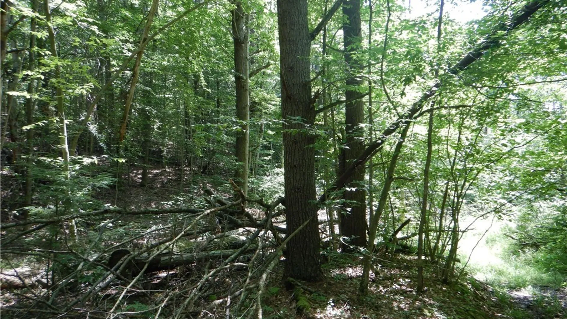 Property at Chaffee Creek Road, Newfield, NY 14867 11