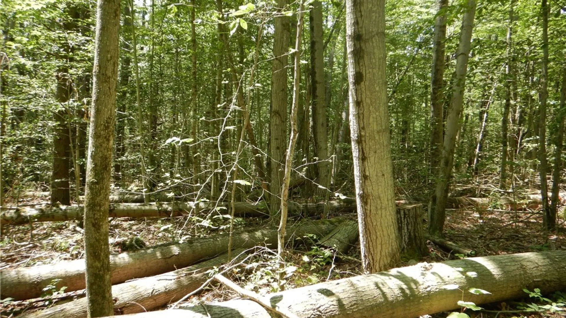 Property at Chaffee Creek Road, Newfield, NY 14867 13