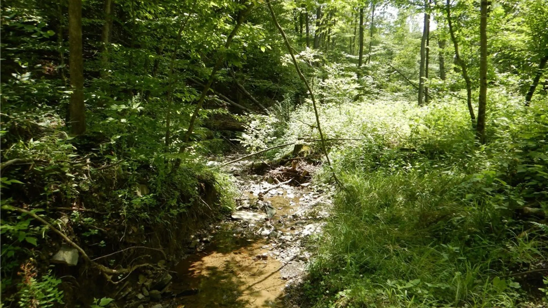 Property at Chaffee Creek Road, Newfield, NY 14867 14