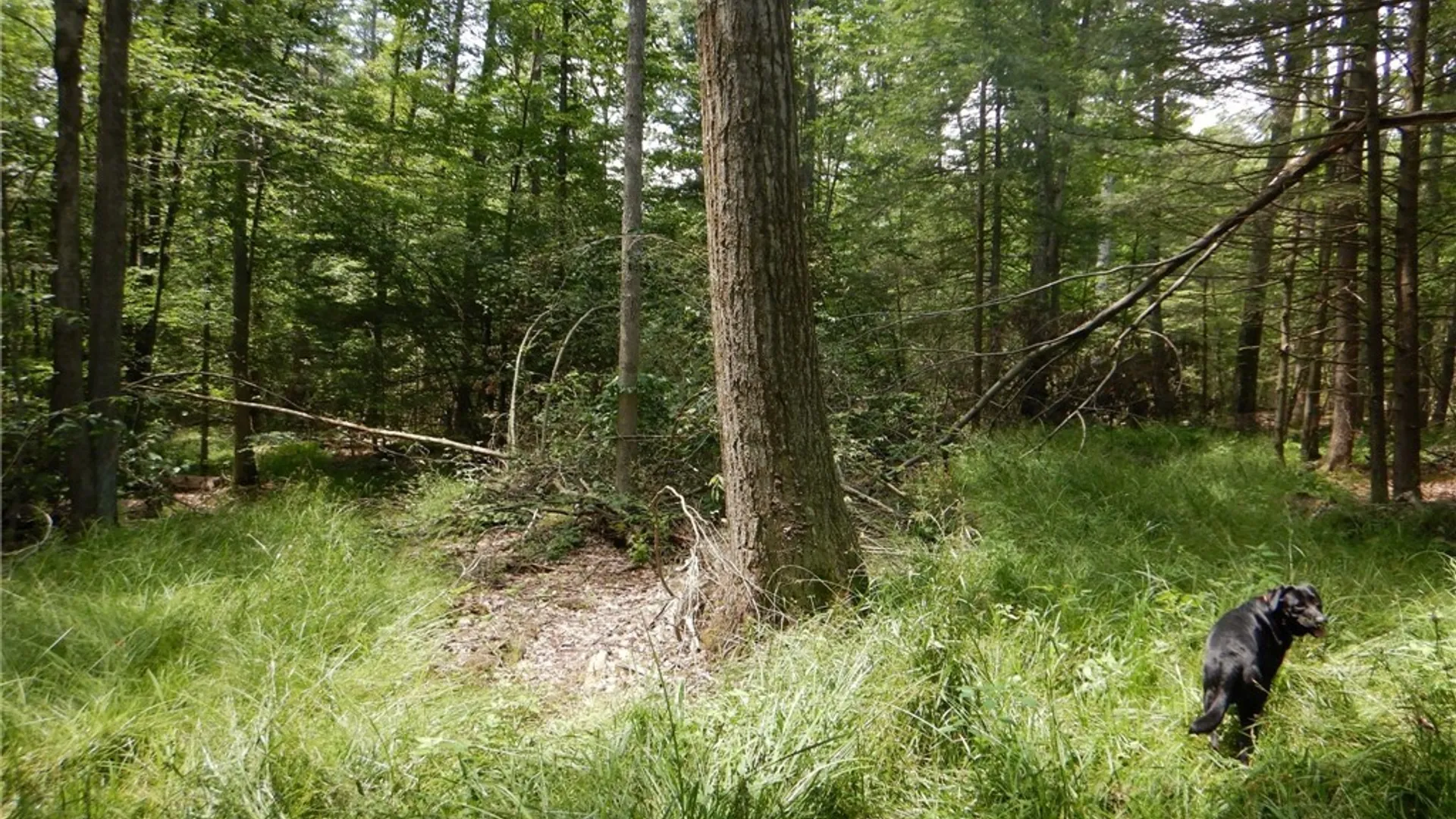 Property at Chaffee Creek Road, Newfield, NY 14867 15