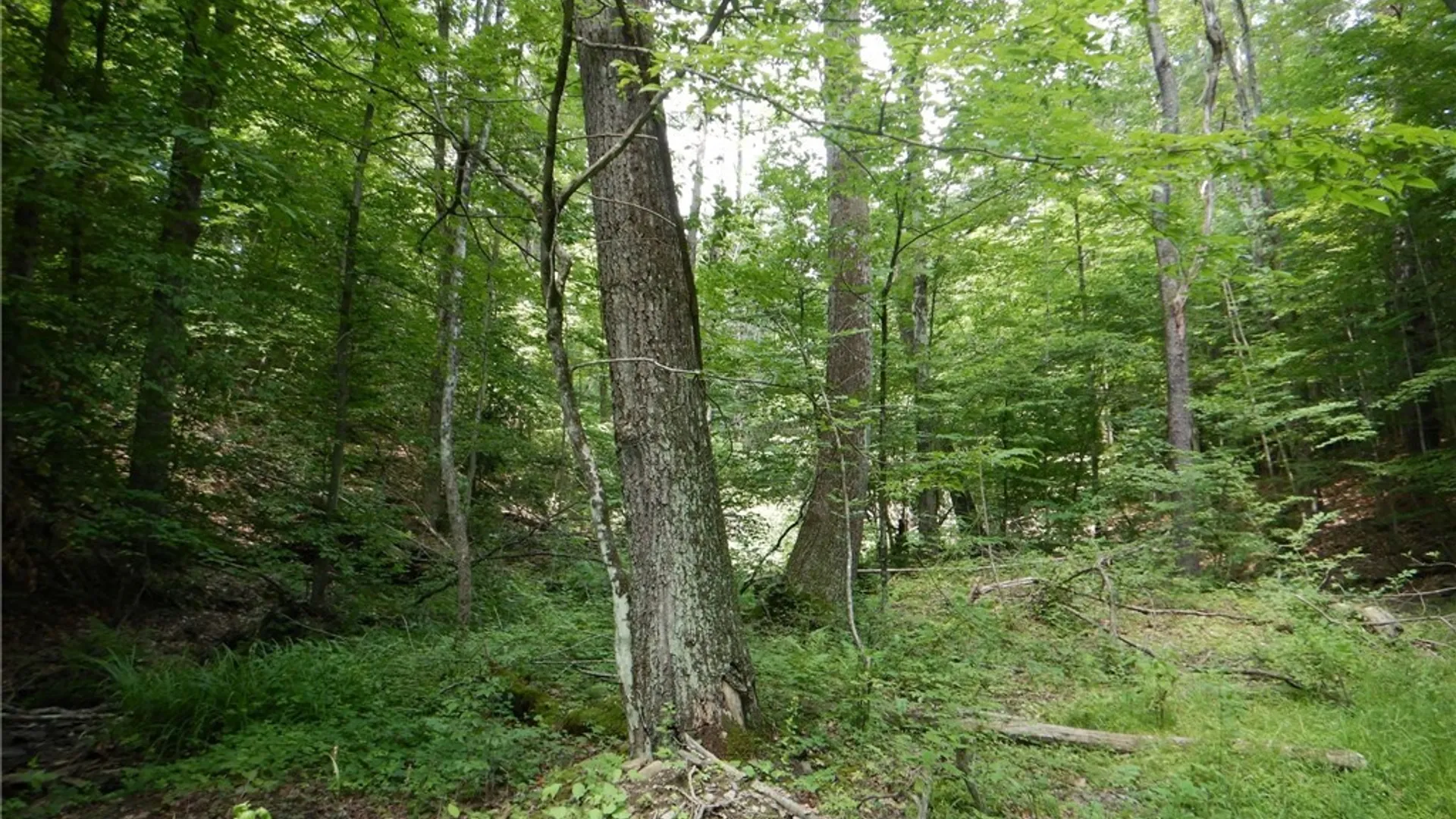 Property at Chaffee Creek Road, Newfield, NY 14867 17