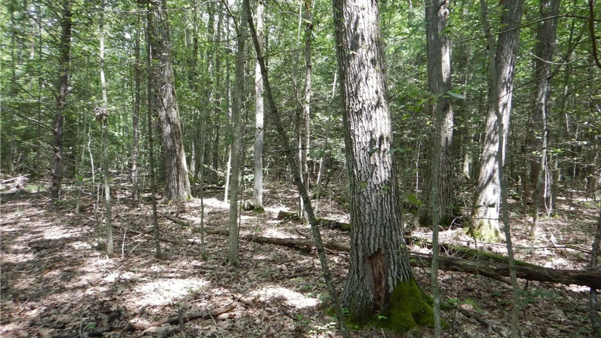 Property at Chaffee Creek Road, Newfield, NY 14867 19