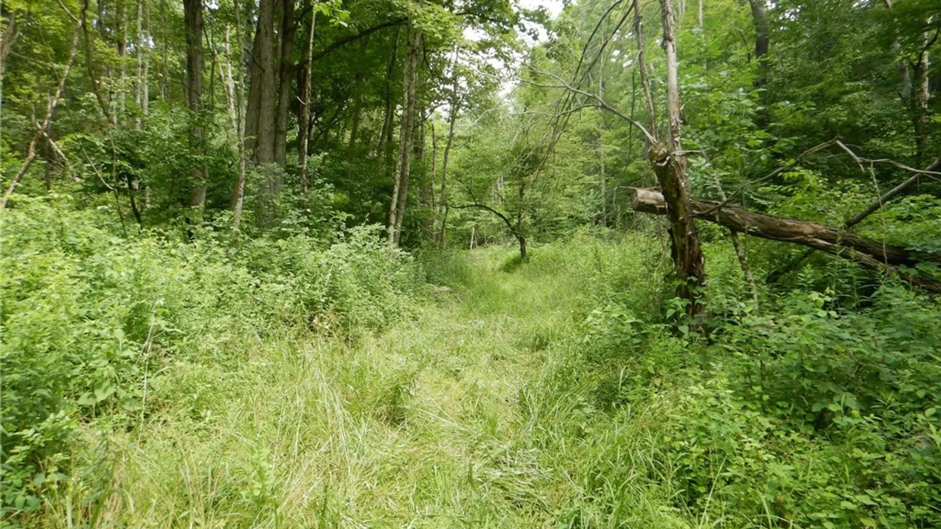 Property at Chaffee Creek Road, Newfield, NY 14867 2