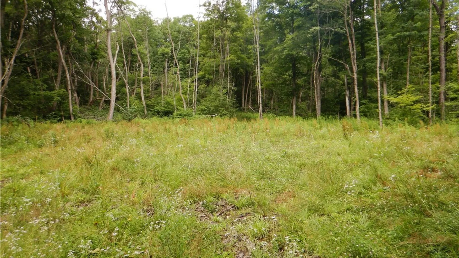 Property at Chaffee Creek Road, Newfield, NY 14867 3