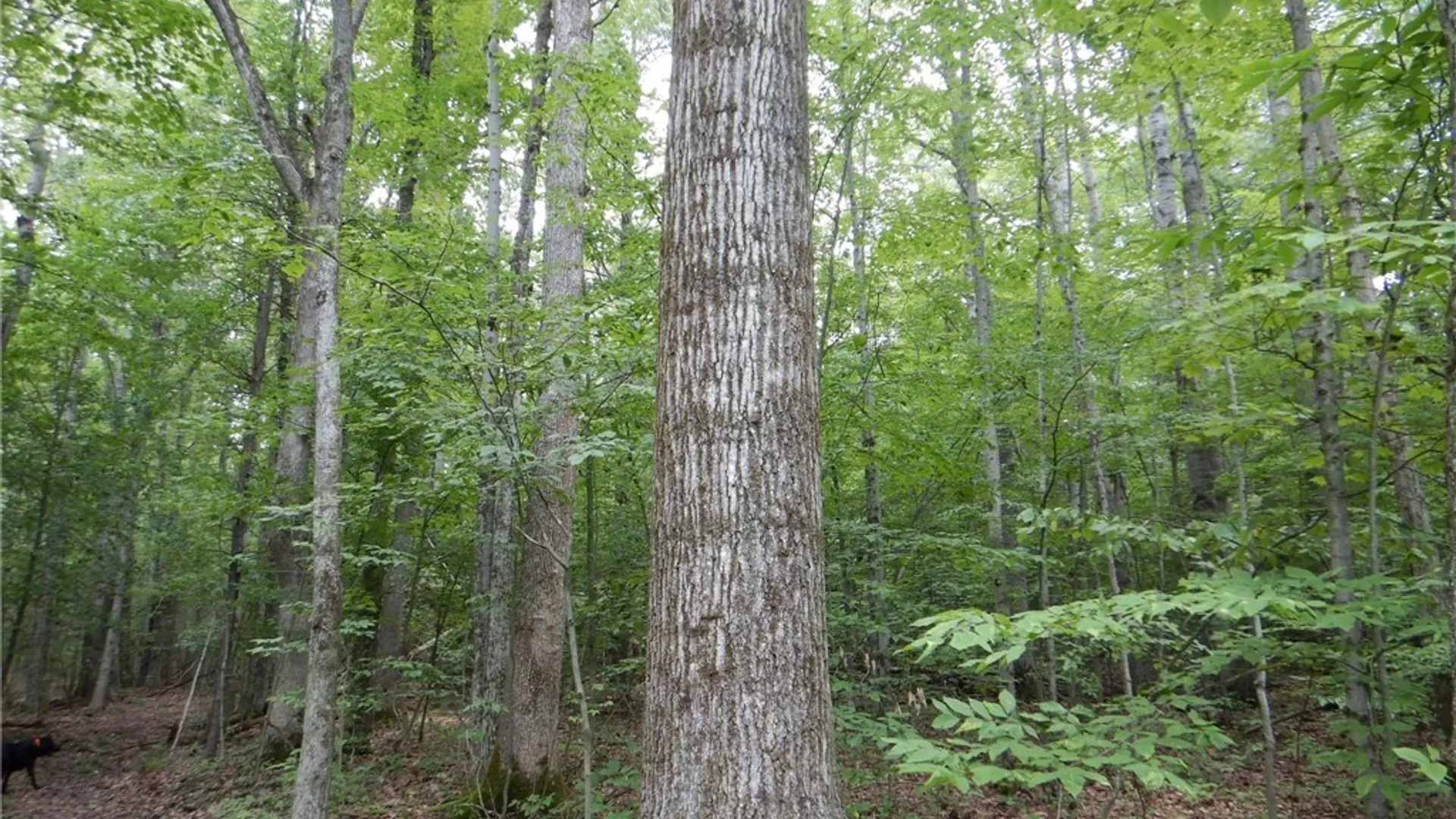 Property at Chaffee Creek Road, Newfield, NY 14867 5