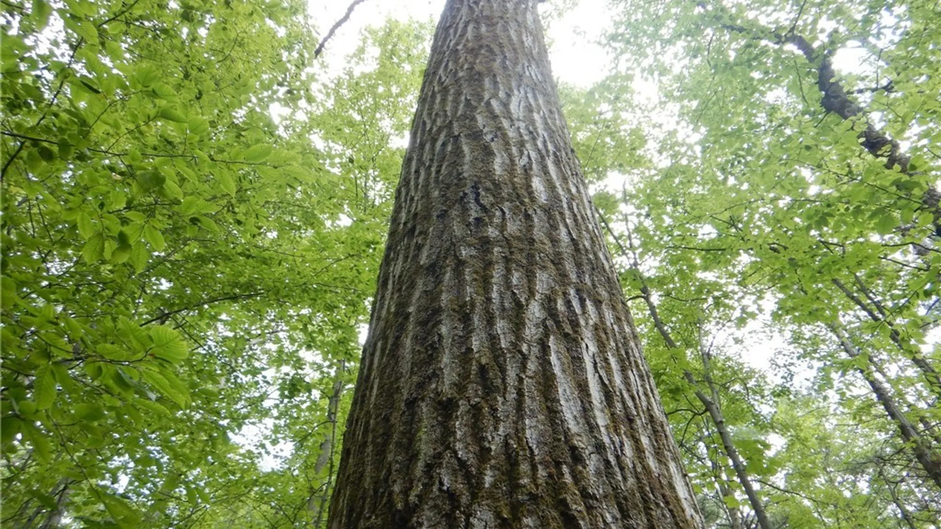 Property at Chaffee Creek Road, Newfield, NY 14867 6