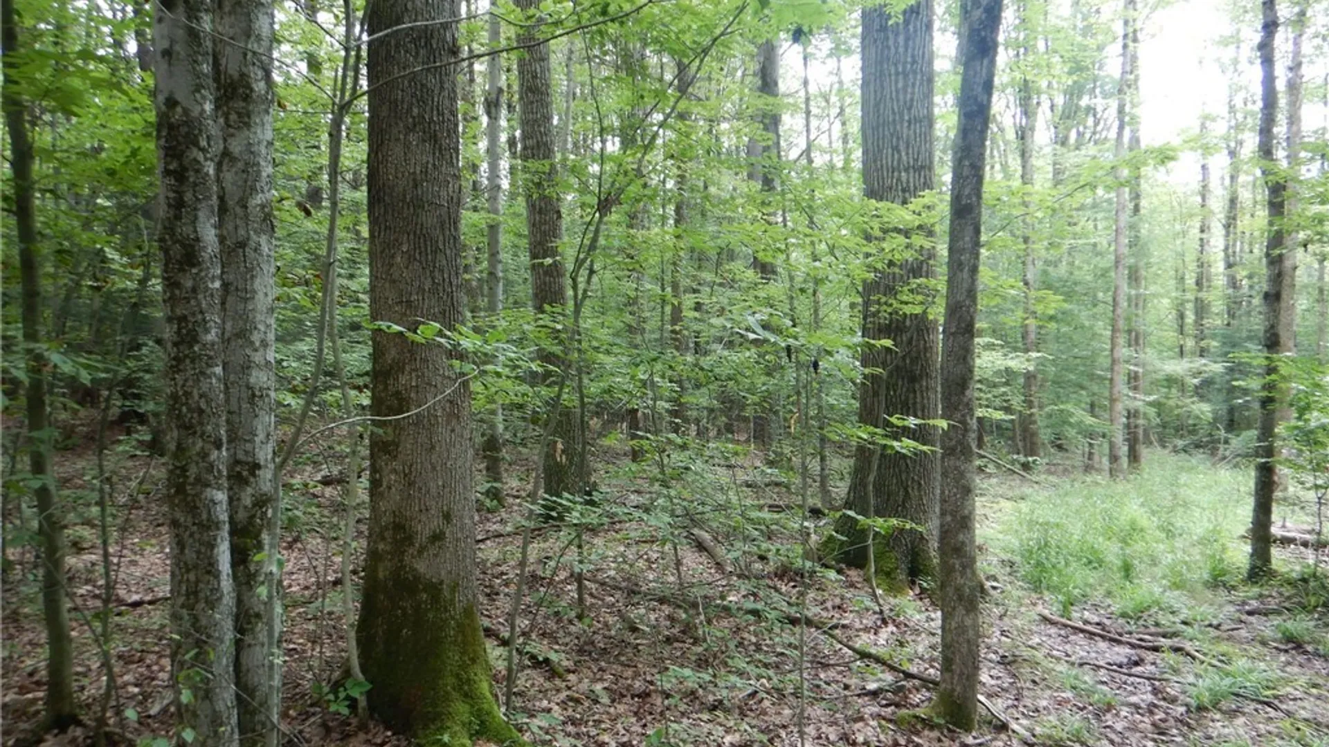 Property at Chaffee Creek Road, Newfield, NY 14867 7