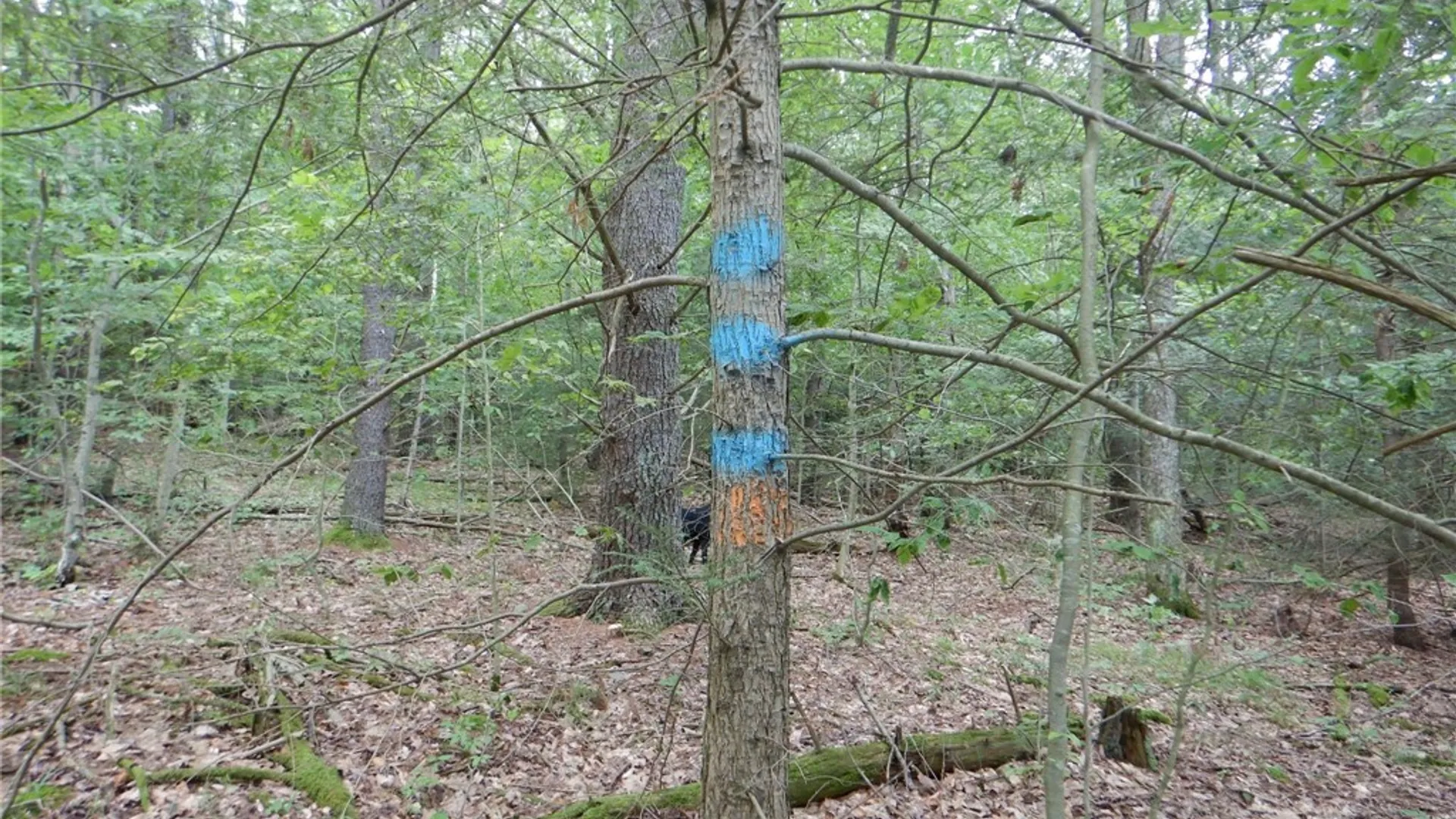 Property at Chaffee Creek Road, Newfield, NY 14867 8