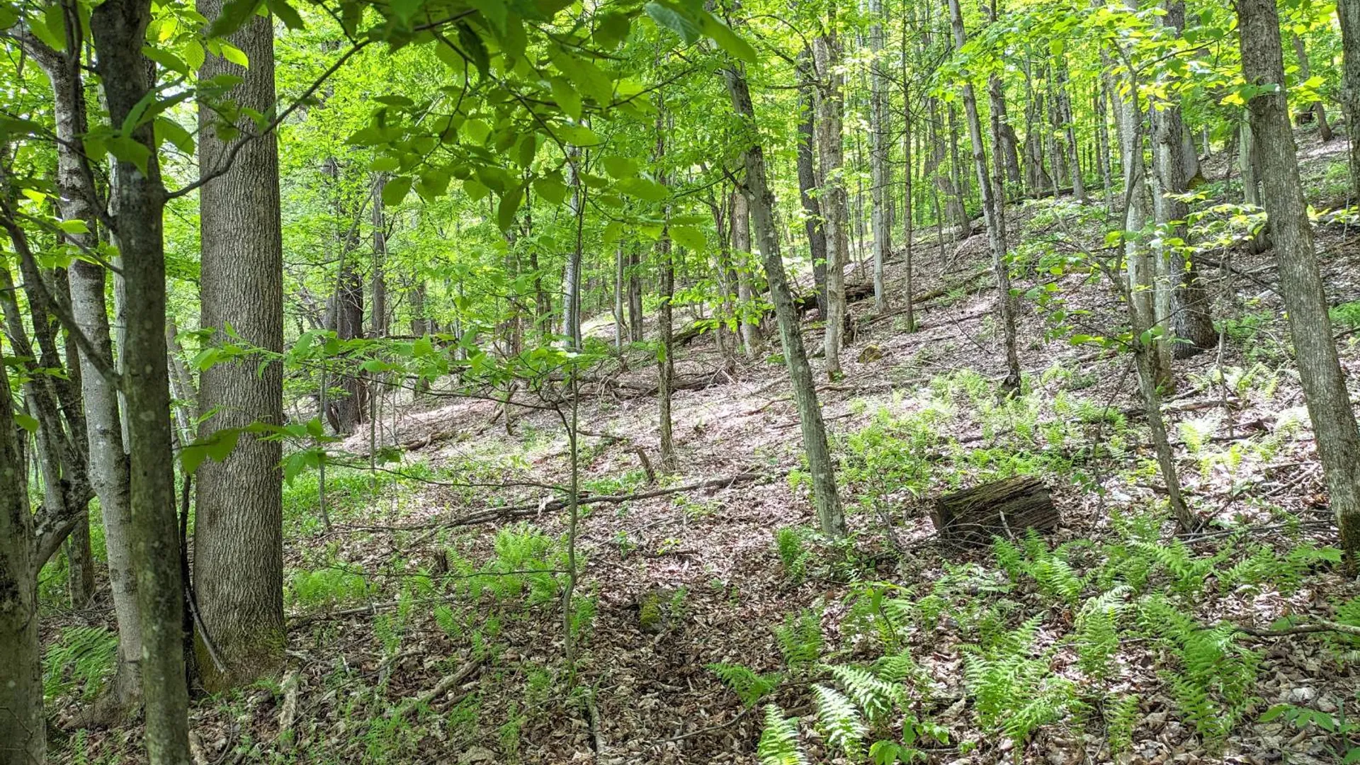 Property at 3275 Launt Hollow Rd., Hamden NY, NY 13782 2