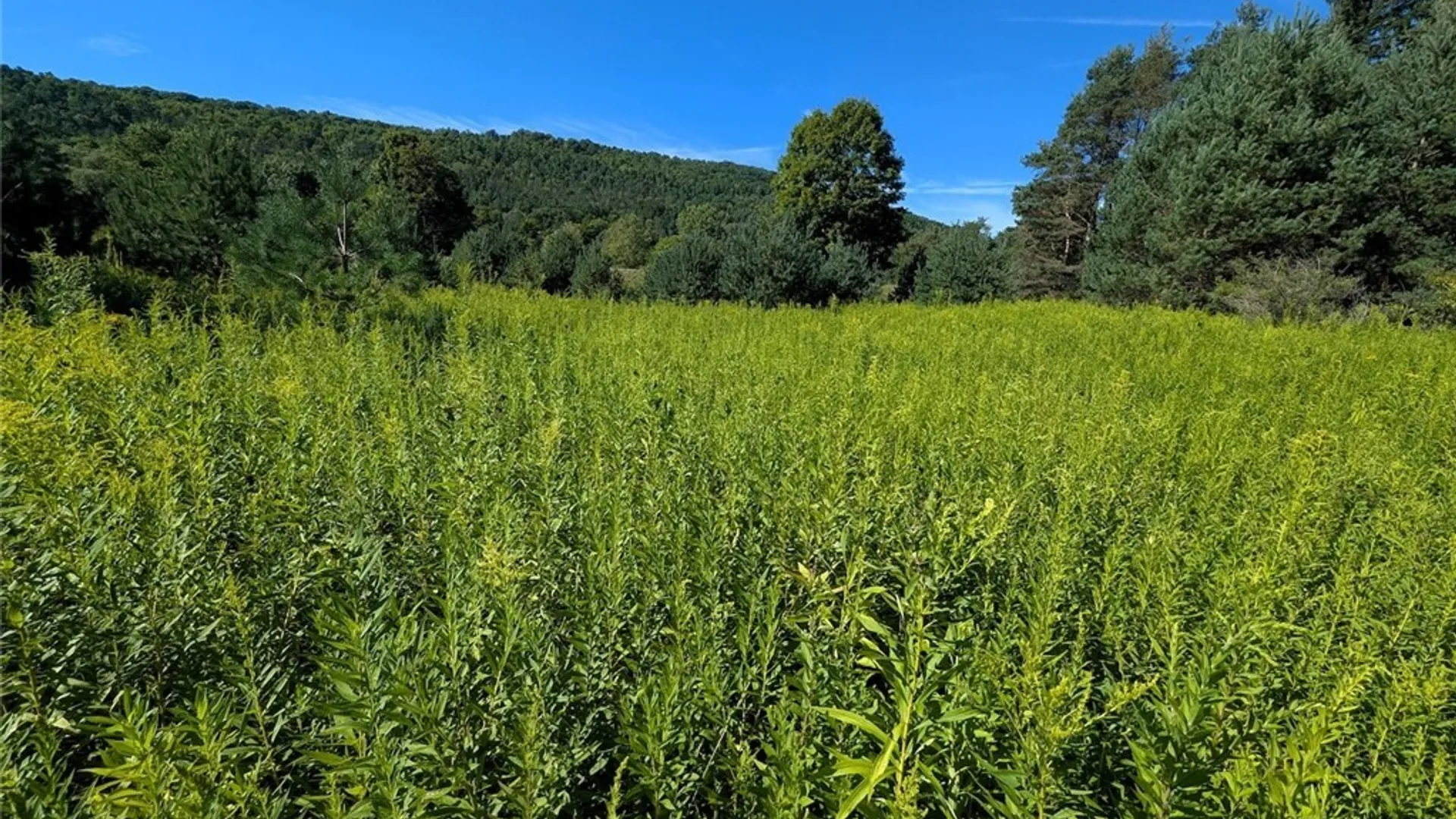 Property at 3452 Baldwin Road, Wellsville, NY 14895 28