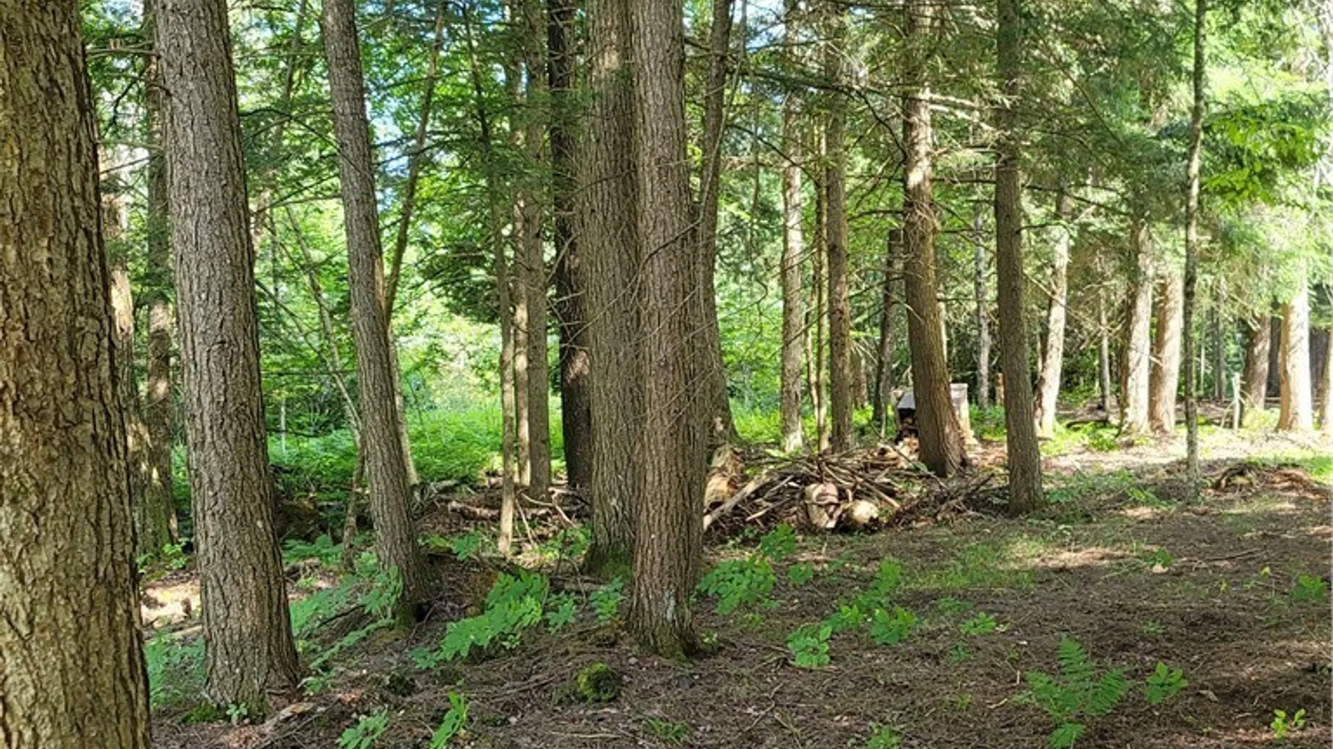 Property at 3167 Daywood Drive, Forestport, NY 13338 5