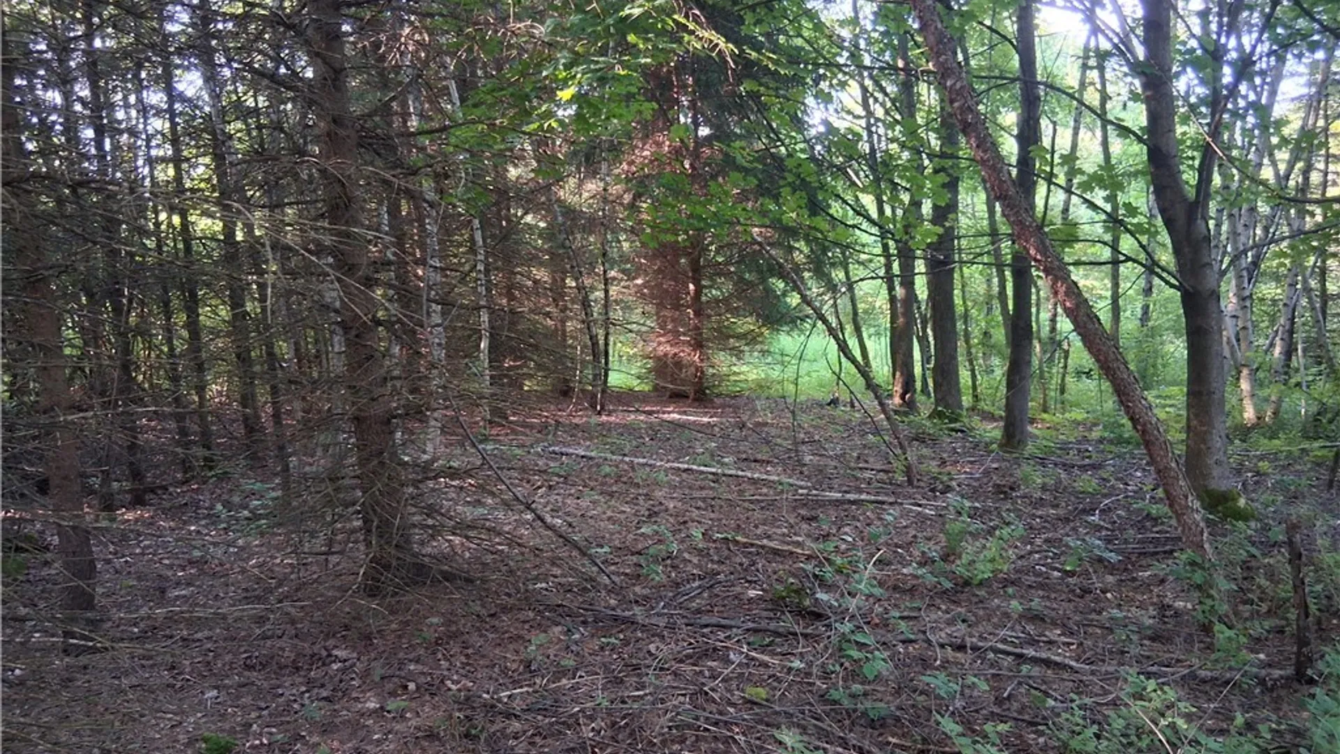 Property at 9190 Ball Road, Otto, NY 14719 29