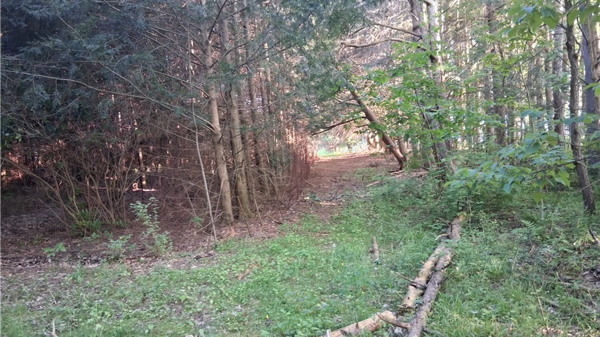 Property at 9190 Ball Road, Otto, NY 14719 31