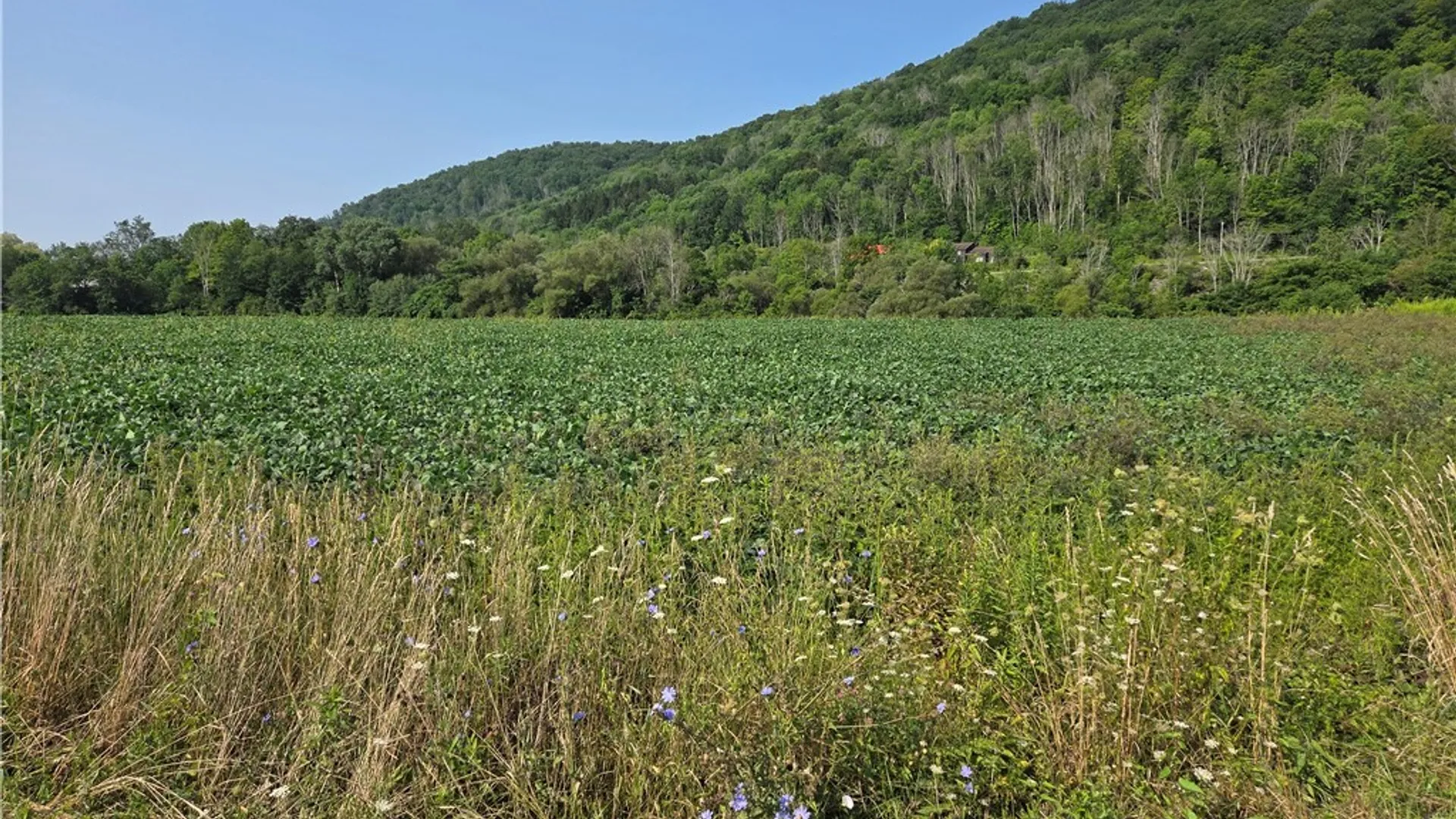 Property at Martin Road, Great Valley, NY 14741 2