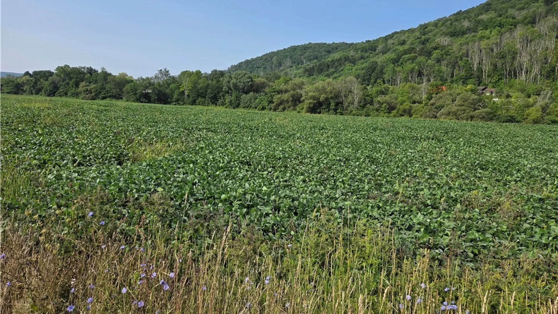 Property at Martin Road, Great Valley, NY 14741 3