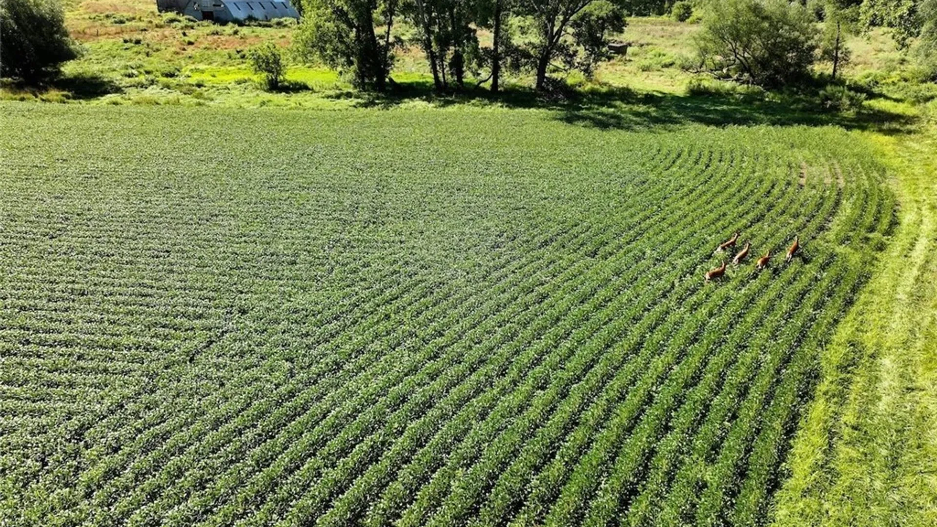Property at 6558 Thomas Corners Road, Ashford, NY 14171 34