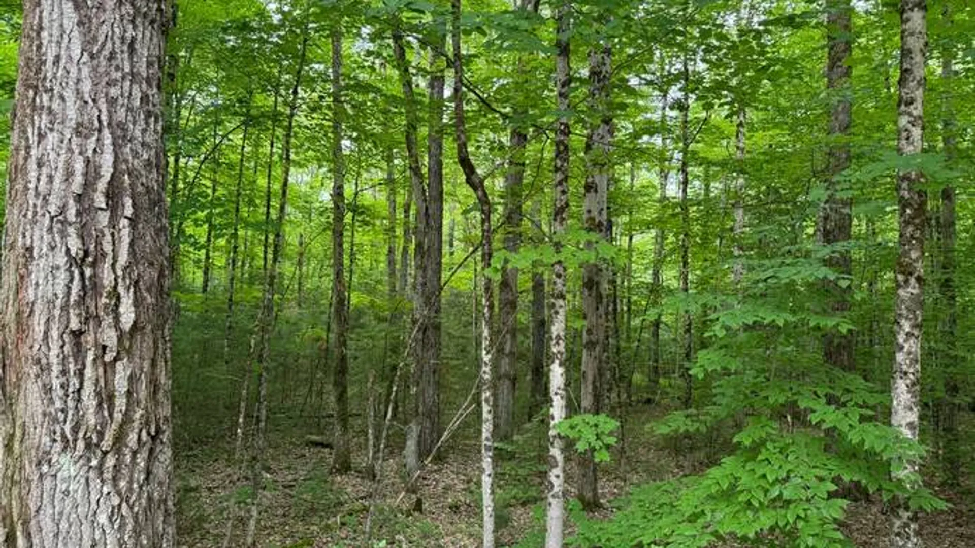 Property at 1.1 Dutch Hill Rd. Spur, Cincinnatus, NY 13040 2