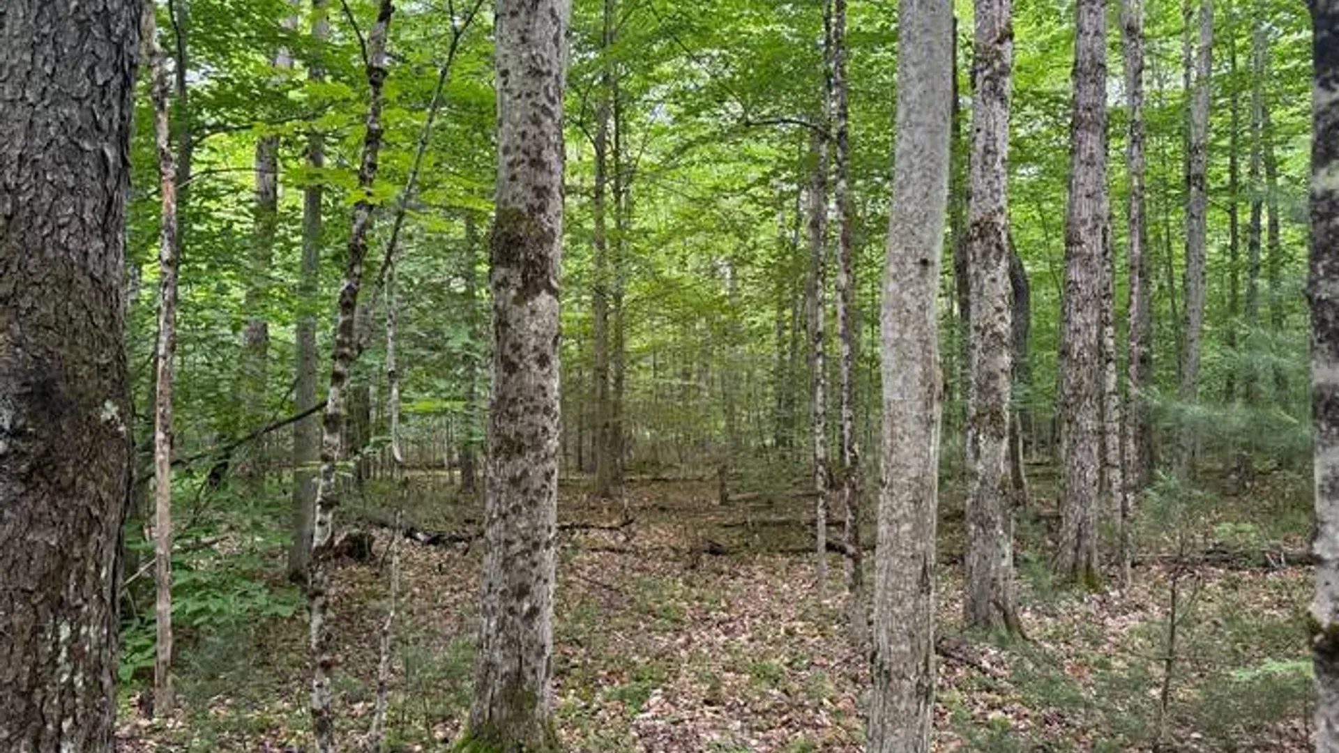 Property at 1.1 Dutch Hill Rd. Spur, Cincinnatus, NY 13040 3