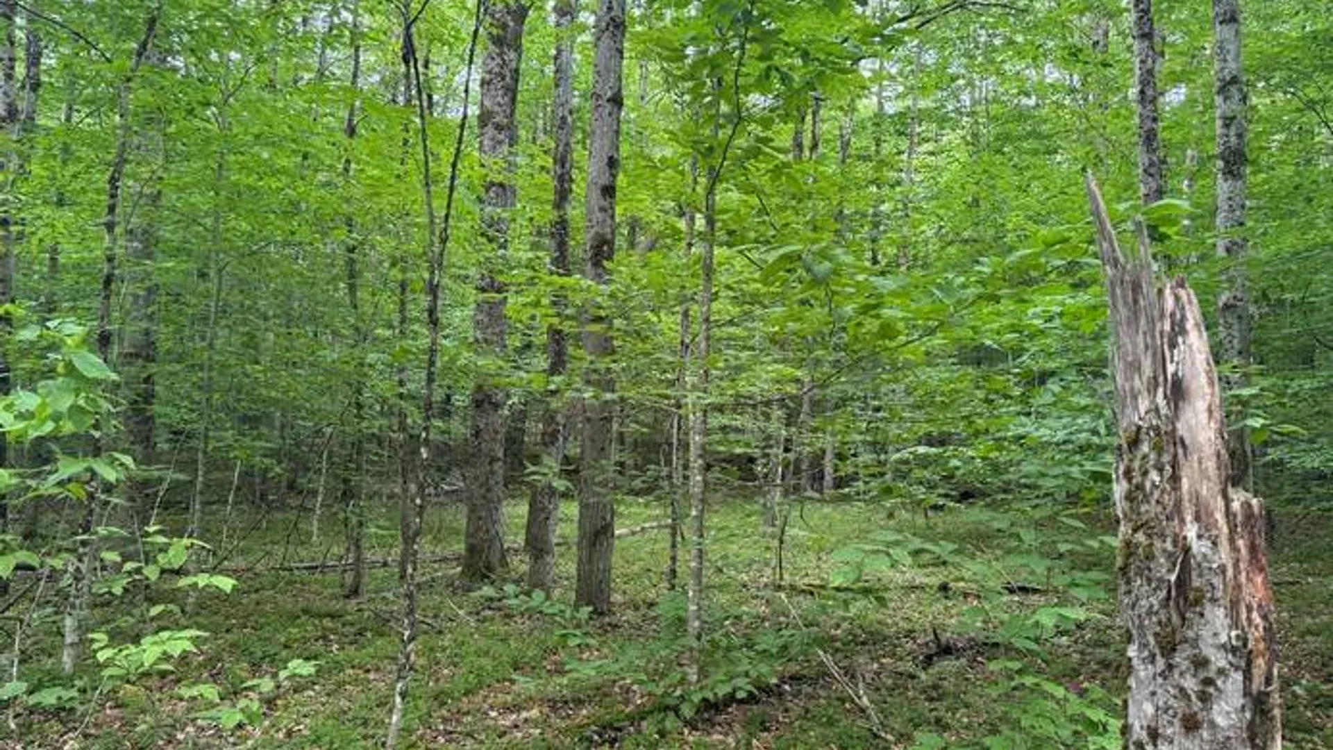 Property at 1.1 Dutch Hill Rd. Spur, Cincinnatus, NY 13040 5