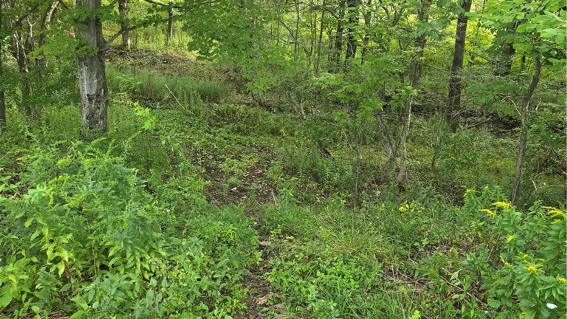 Property at Potter Road, Jasper, NY 14855 12