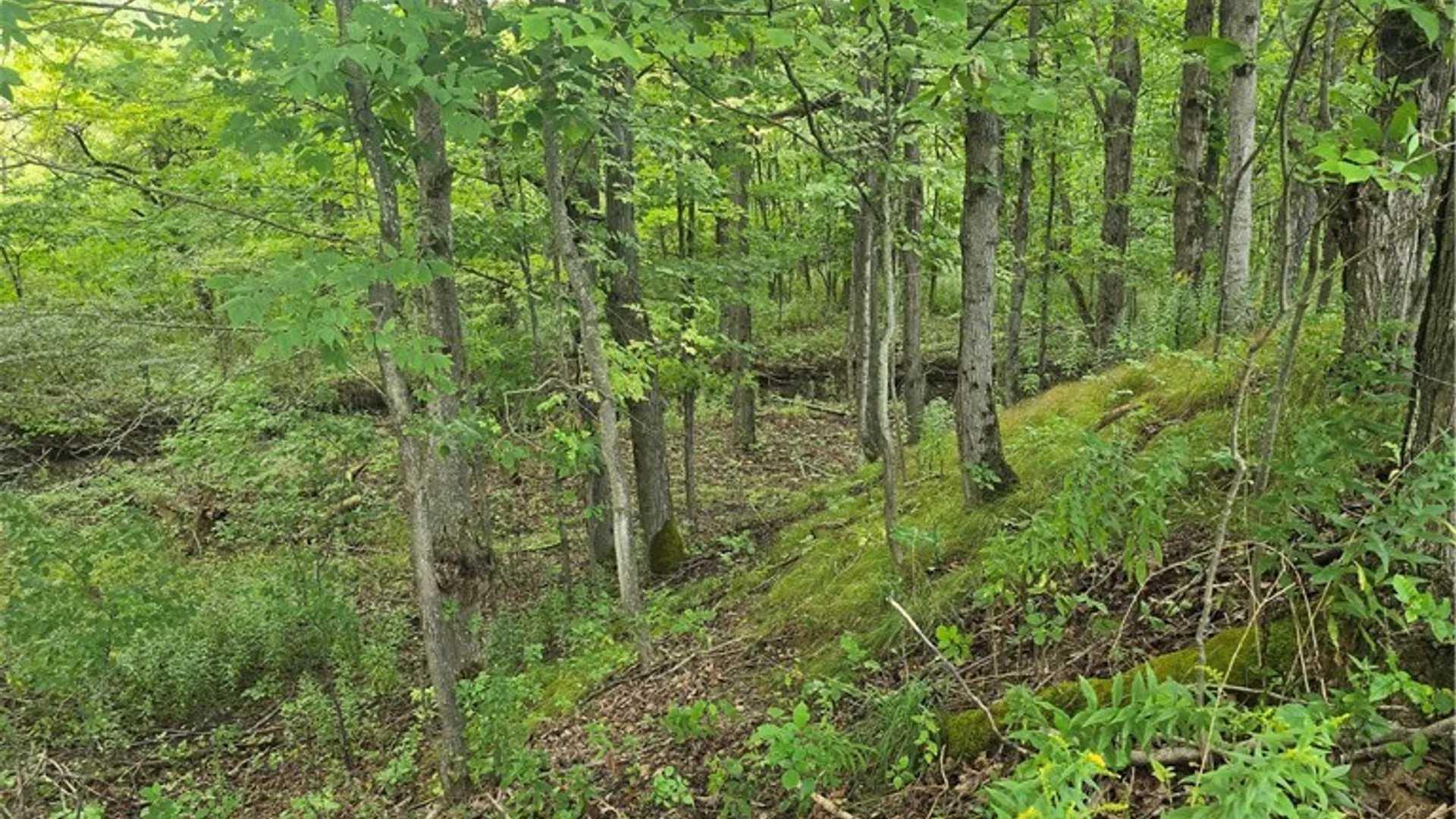 Property at Potter Road, Jasper, NY 14855 13