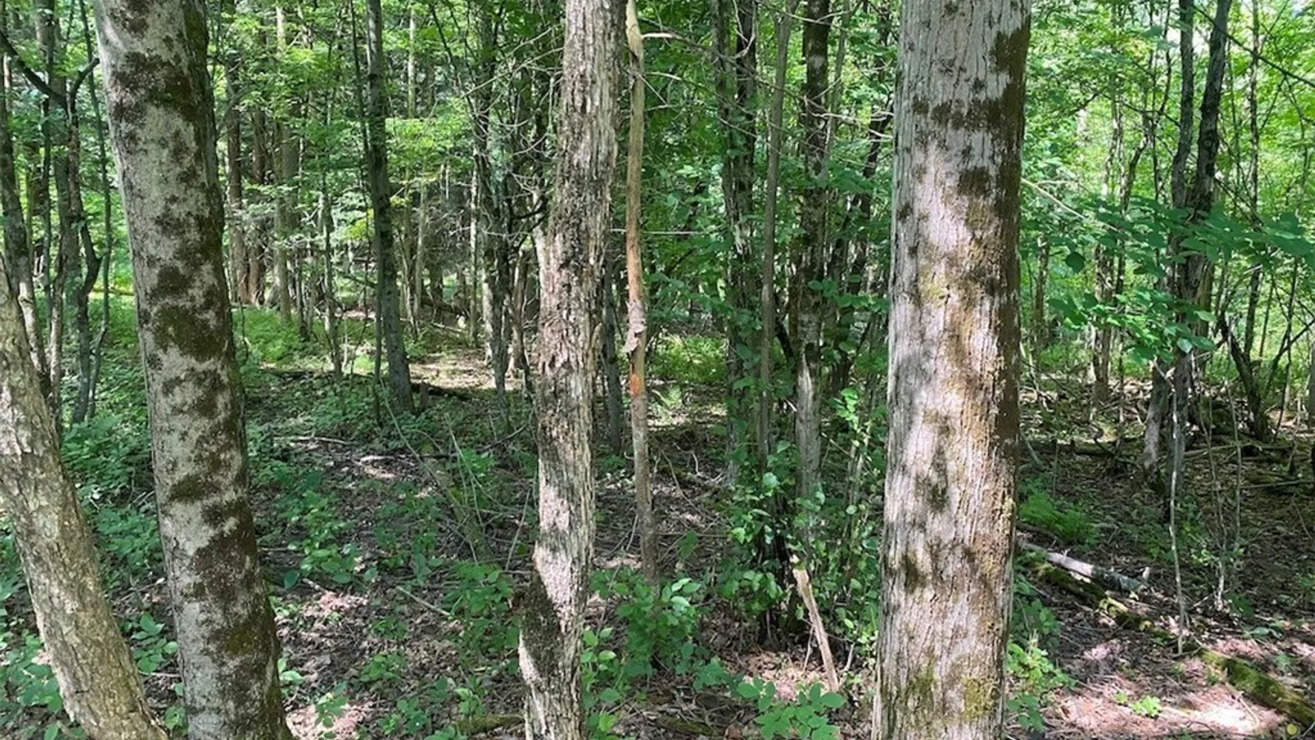 Property at State Route 244, Ward, NY 14813 10