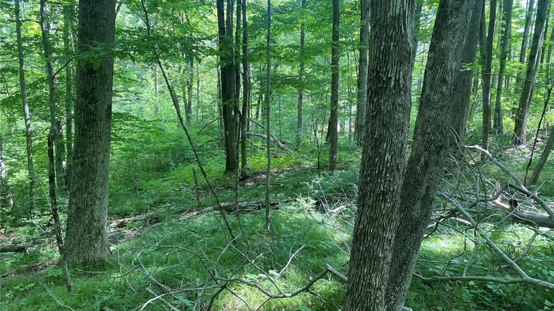 Property at State Route 244, Ward, NY 14813 11