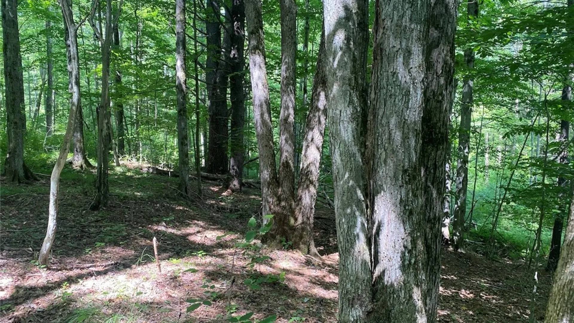 Property at State Route 244, Ward, NY 14813 14