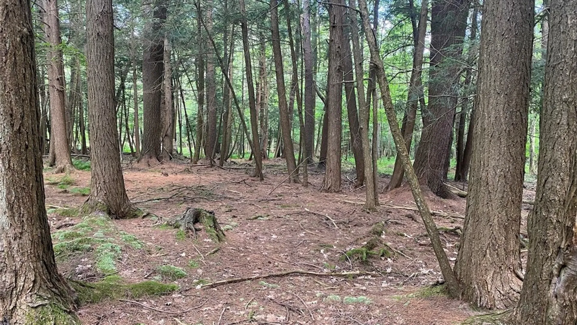 Property at State Route 244, Ward, NY 14813 19