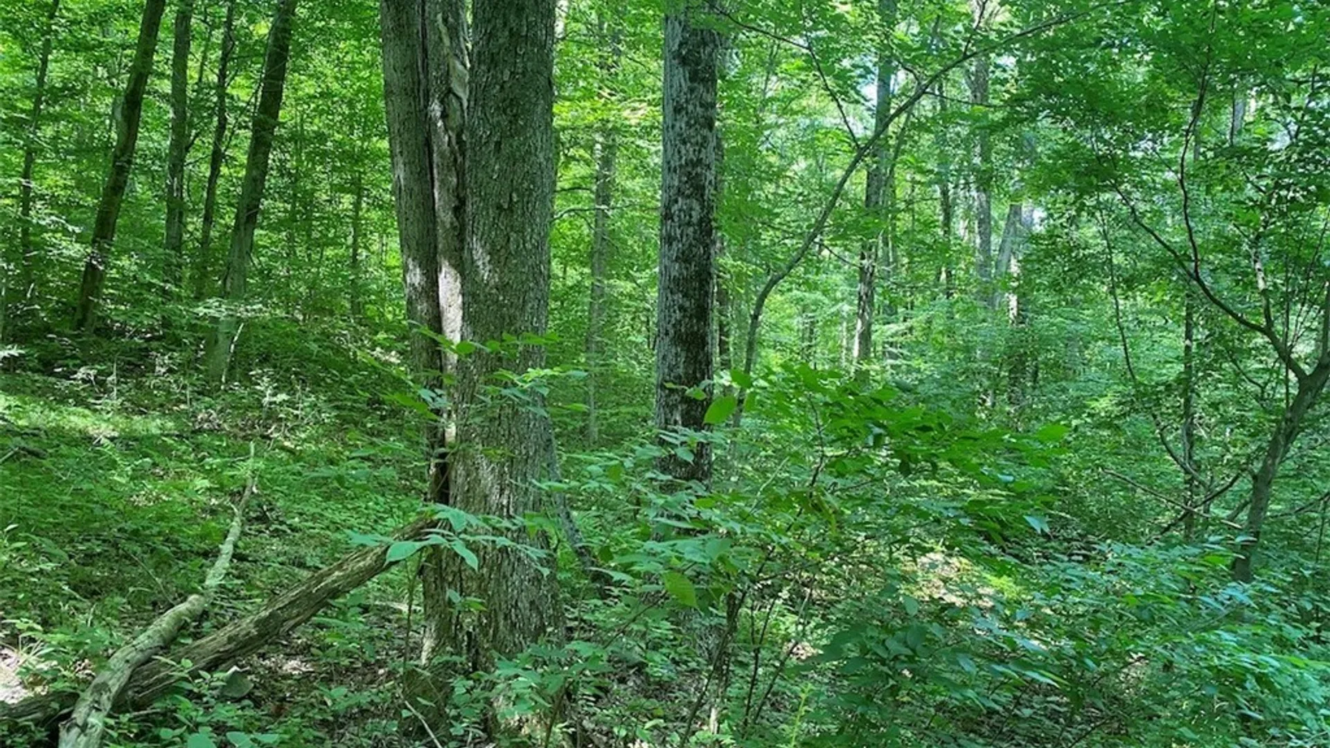 Property at State Route 244, Ward, NY 14813 2