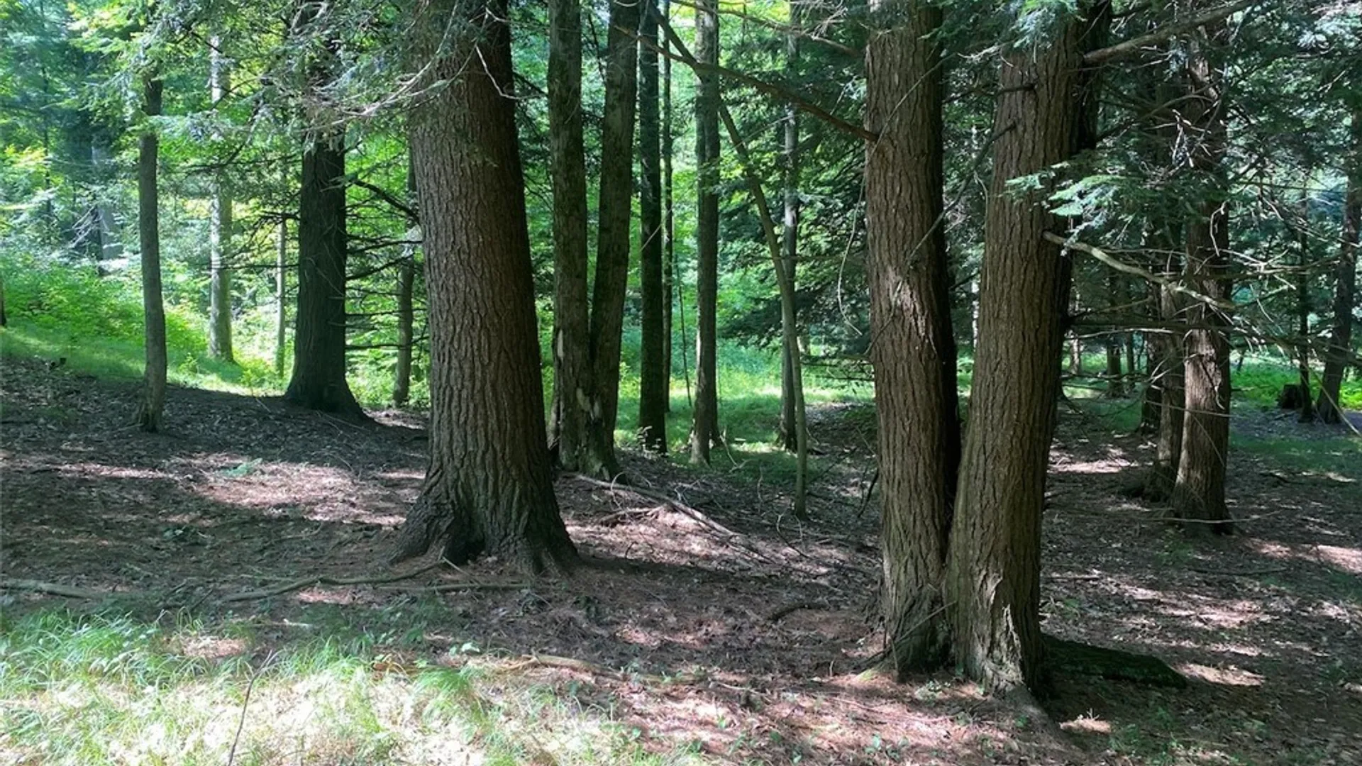 Property at State Route 244, Ward, NY 14813 4