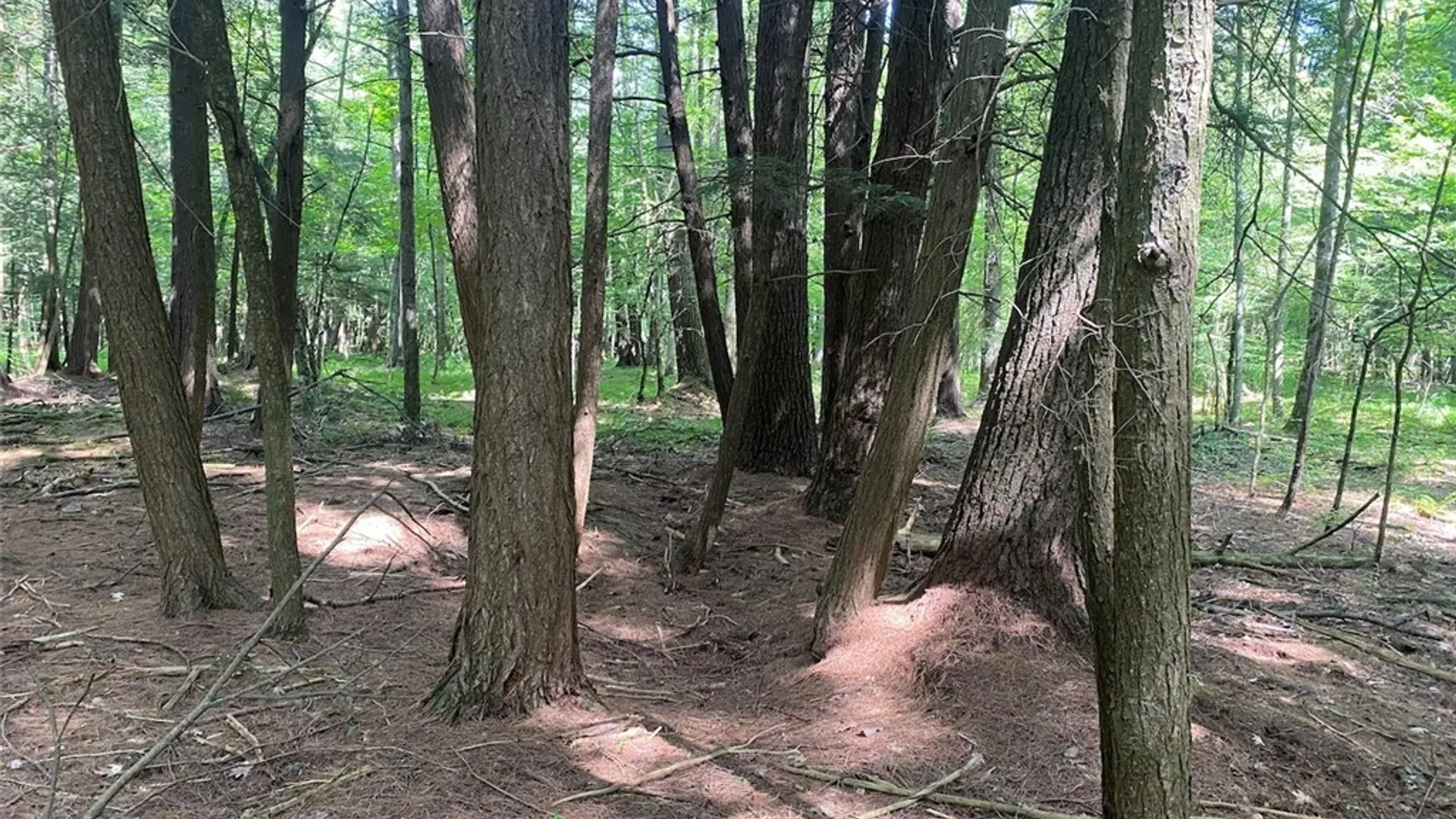 Property at State Route 244, Ward, NY 14813 6