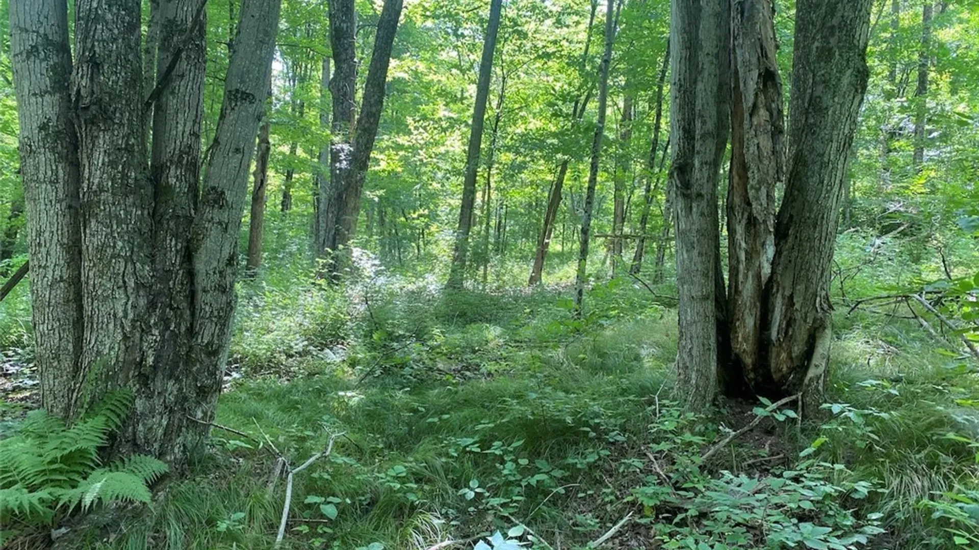 Property at State Route 244, Ward, NY 14813 9