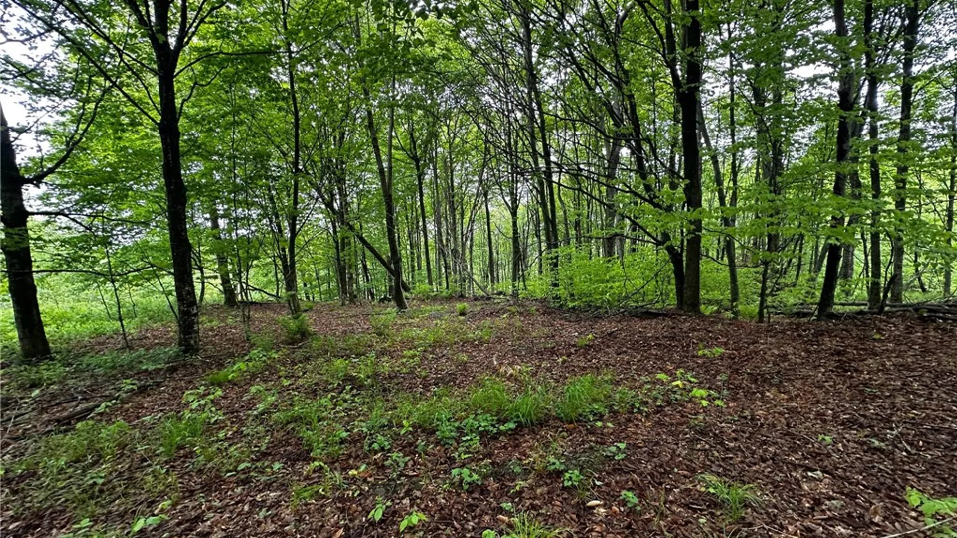 Property at 0 Bullock Hill Road, Tompkins, NY 13839 8