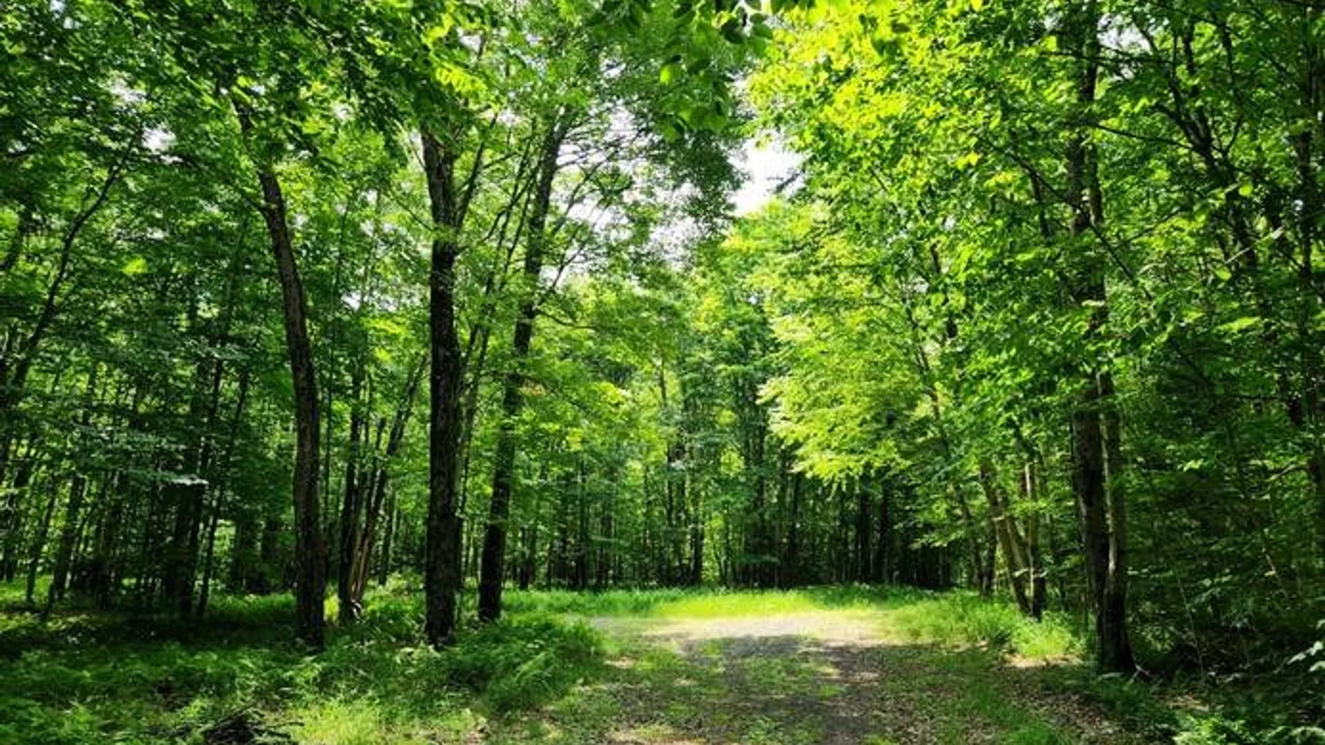 Property at 10547 Balsam Creek Rd, Croghan, NY 13327 12