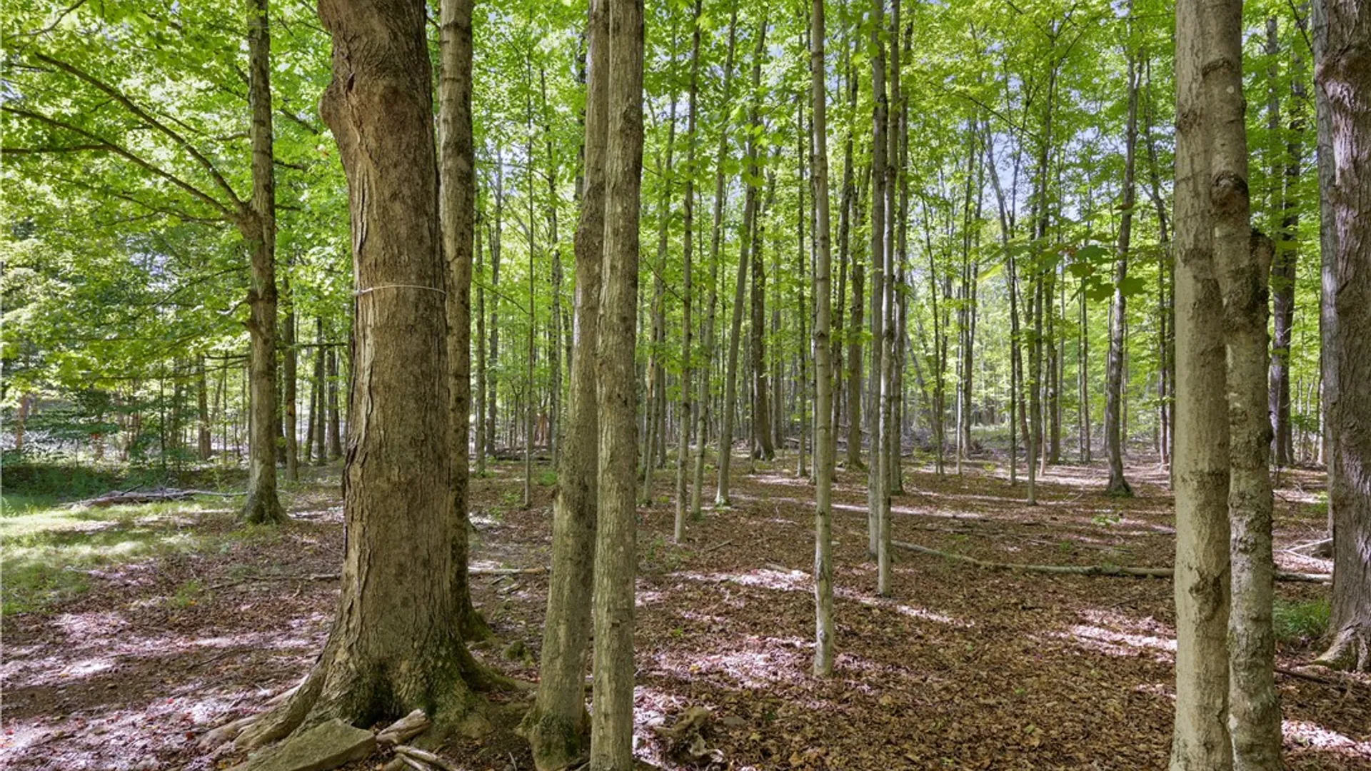 Property at 200 Davis Mt Road, Rensselaerville, NY 12460 14