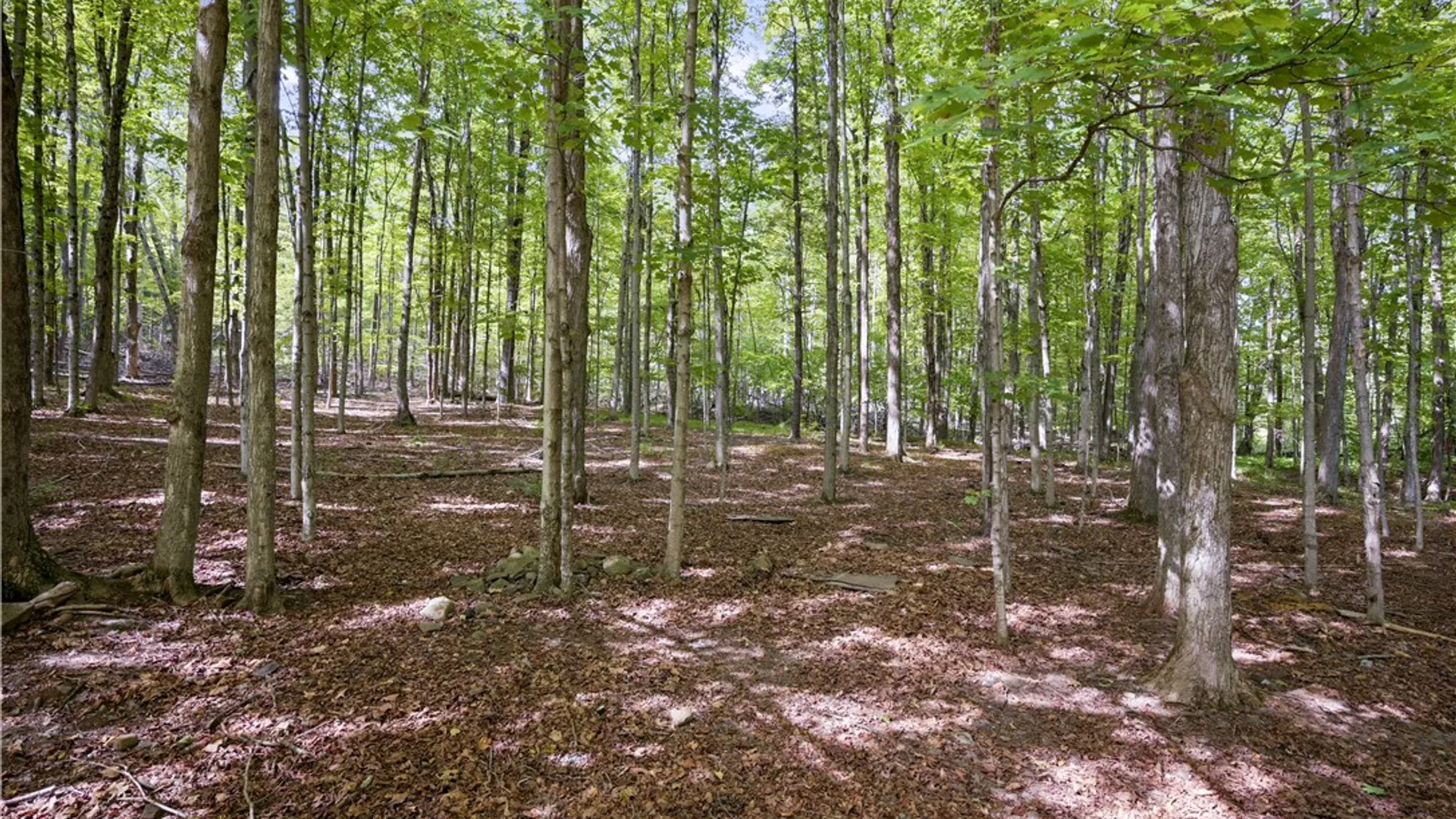 Property at 200 Davis Mt Road, Rensselaerville, NY 12460 33