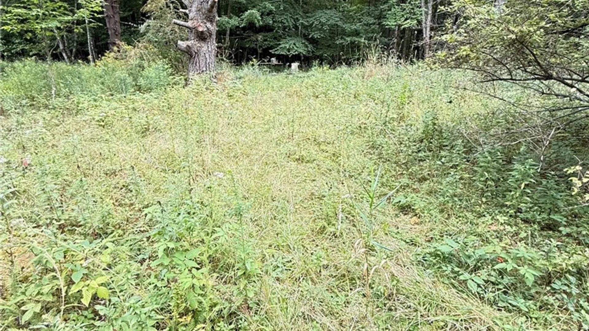 Property at L11 Mountain Pond View Road, Conesville, NY 12076 33