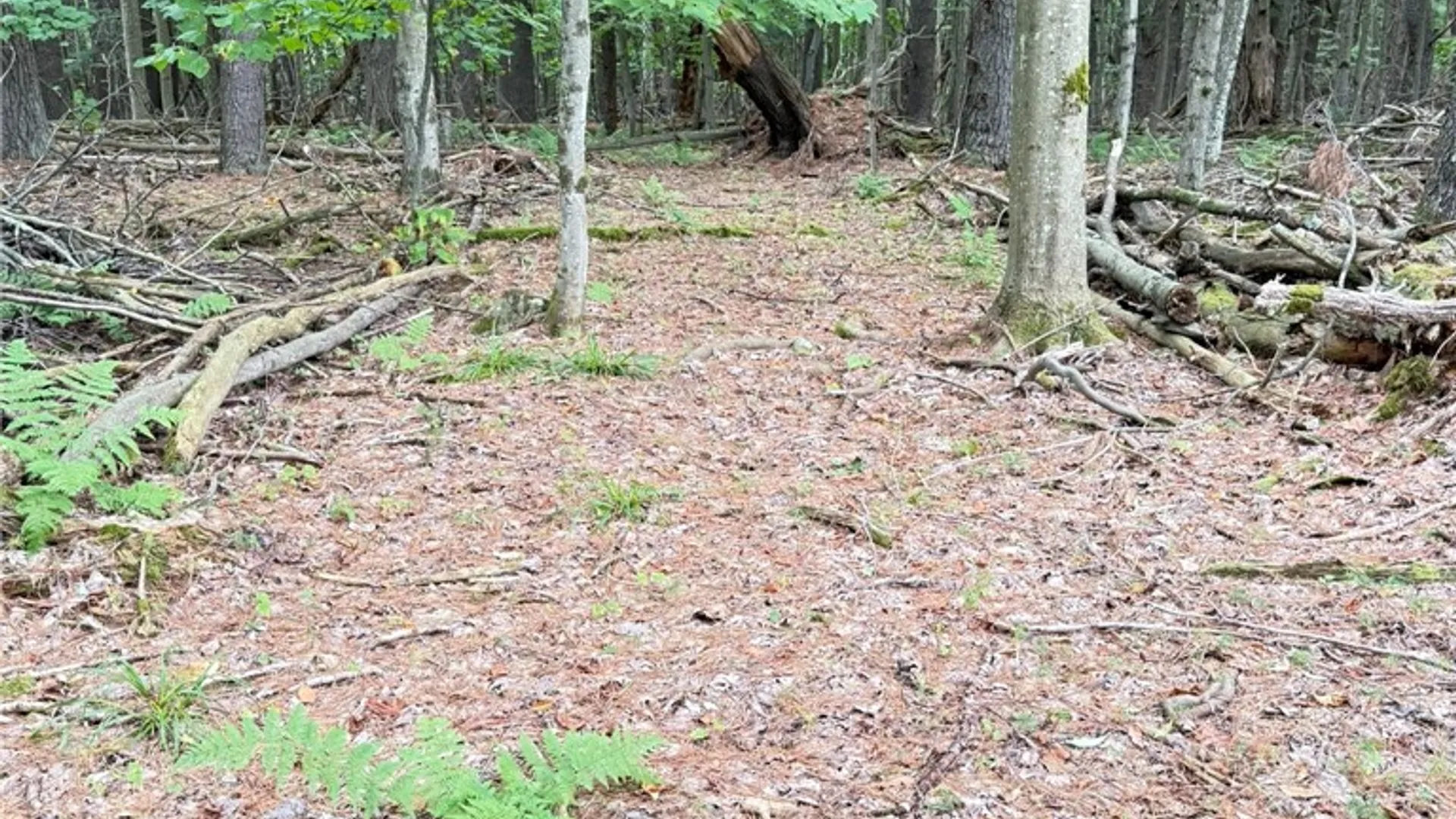 Property at L11 Mountain Pond View Road, Conesville, NY 12076 37