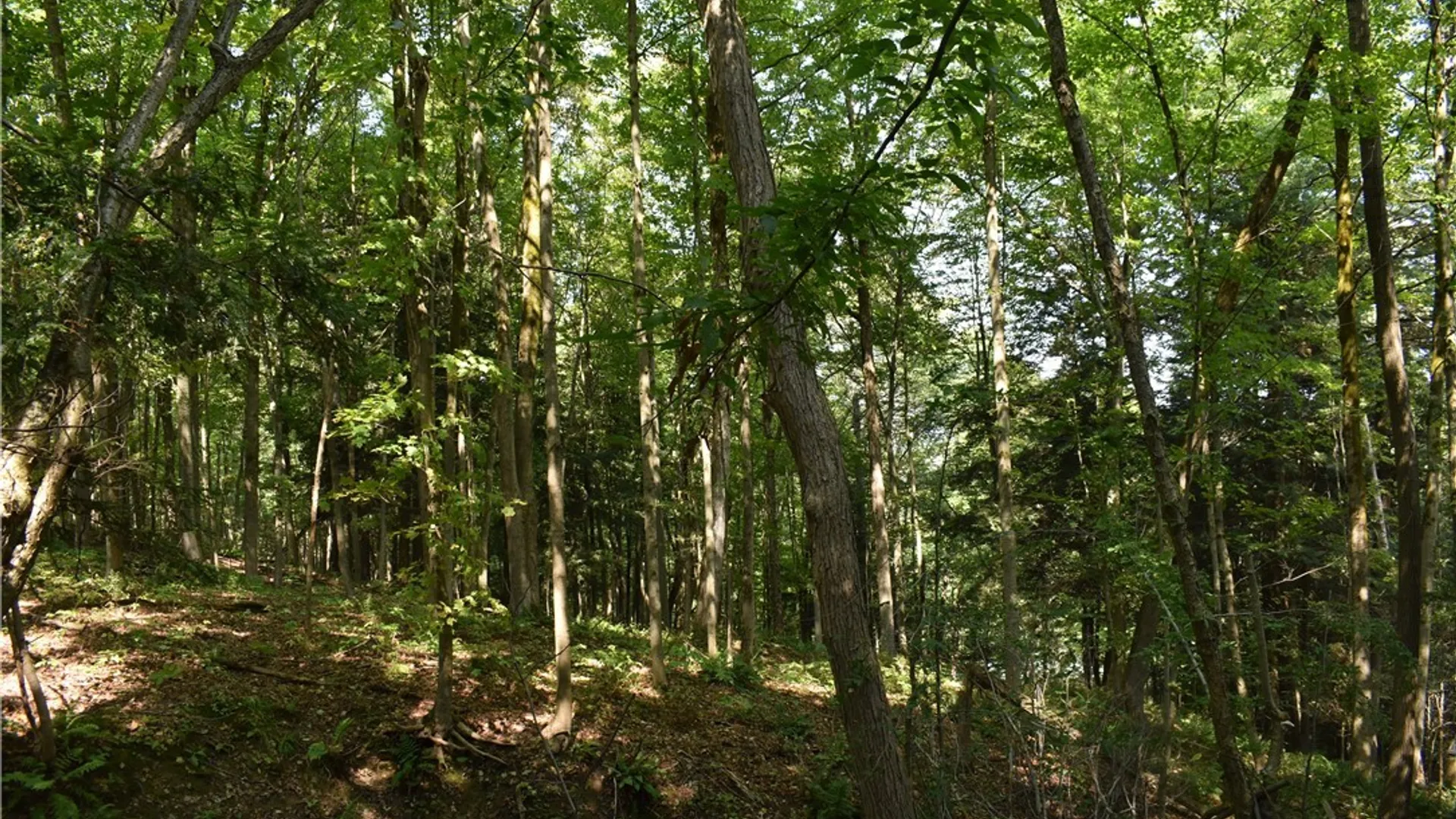 Property at Route 380, Ellicott, NY 14701 11