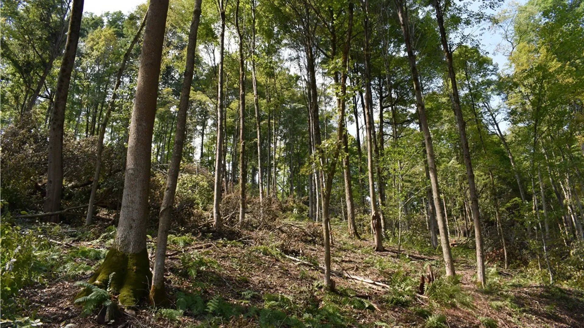 Property at Route 380, Ellicott, NY 14701 12